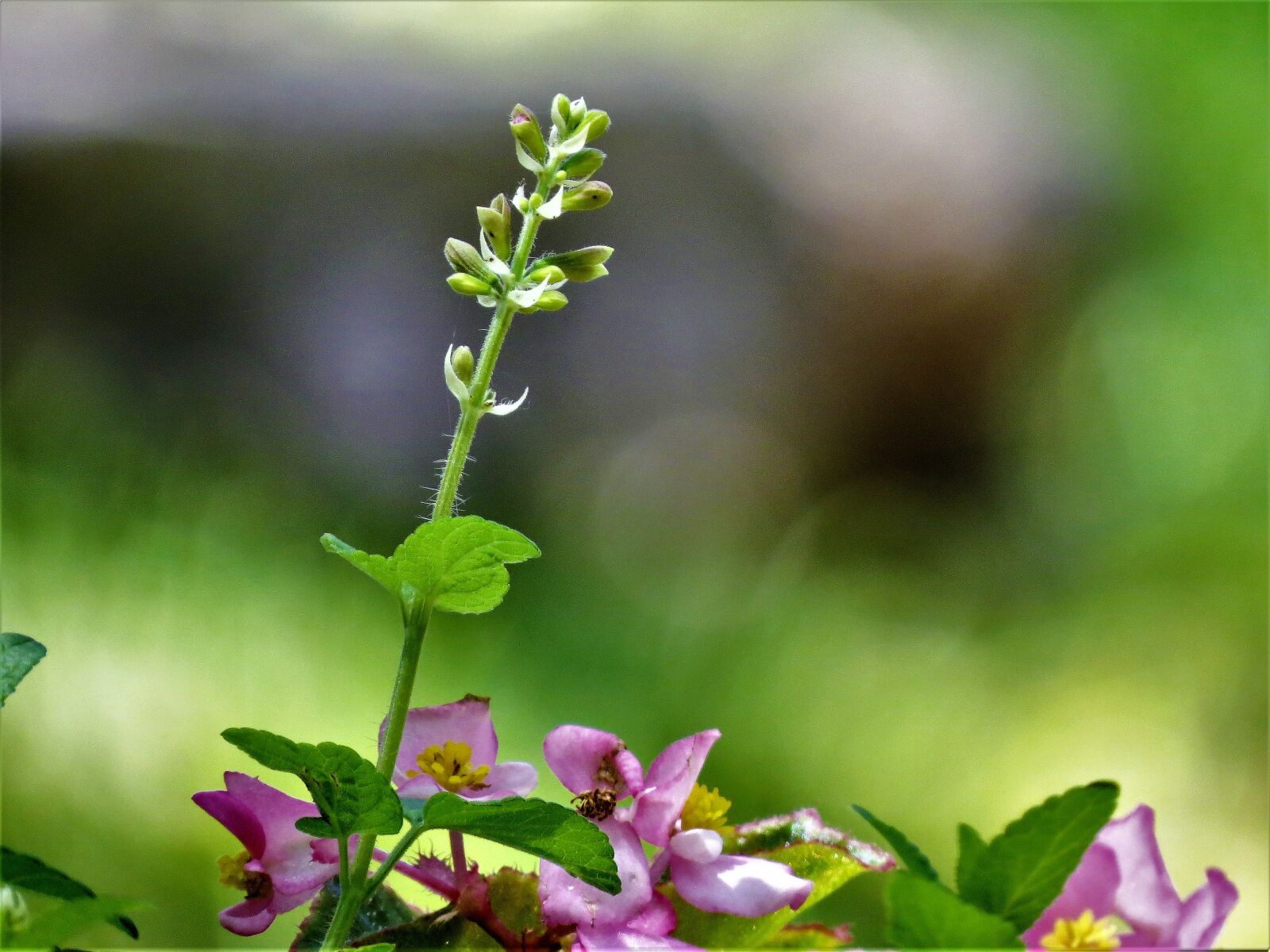 Canon PowerShot SX50 HS sample photo. Flowers, macro, pink photography