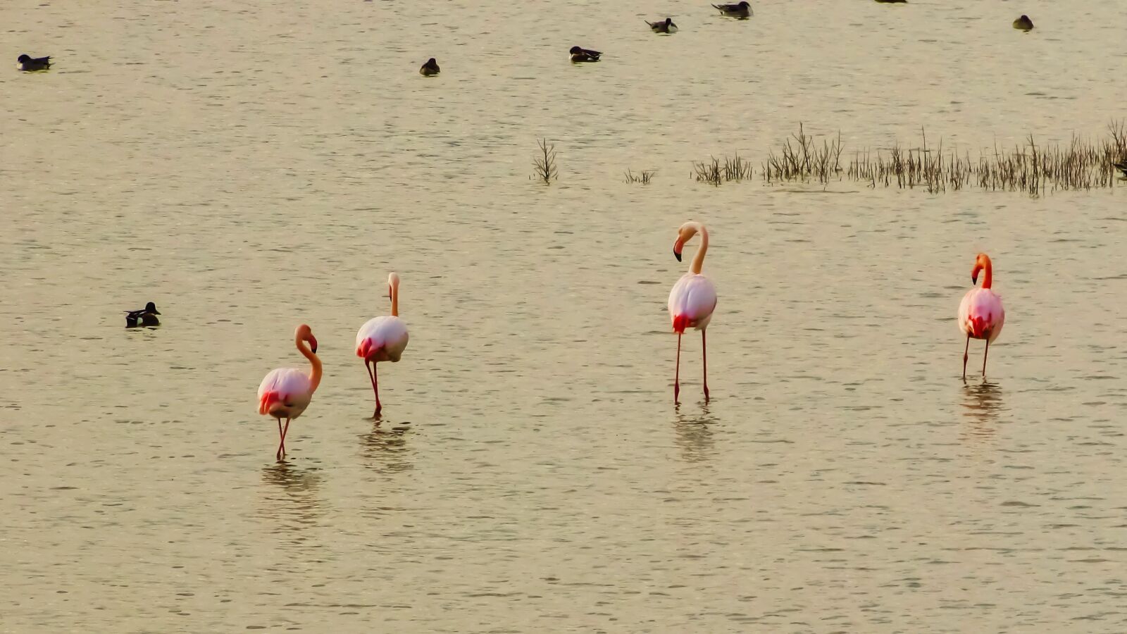 Canon PowerShot SX400 IS sample photo. Cyprus, oroklini lake, flamingos photography