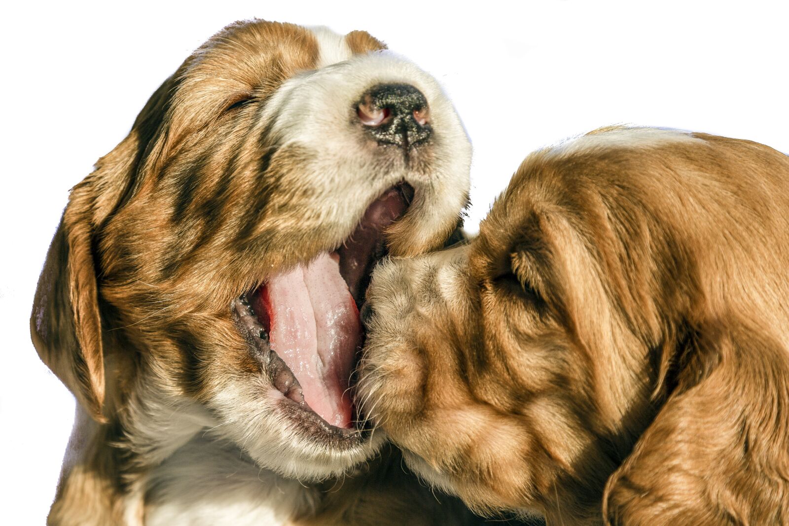 Canon EF 24-105mm F4L IS USM sample photo. Puppies, dog, animal photography