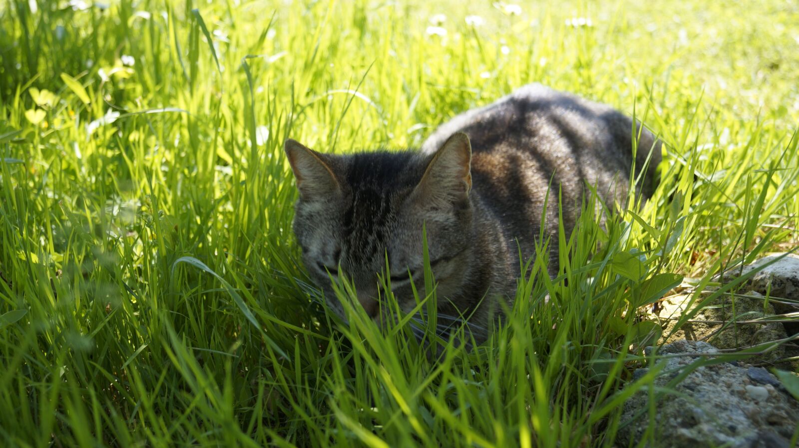 Sony DT 18-55mm F3.5-5.6 SAM II sample photo. Cat, grass, feline photography