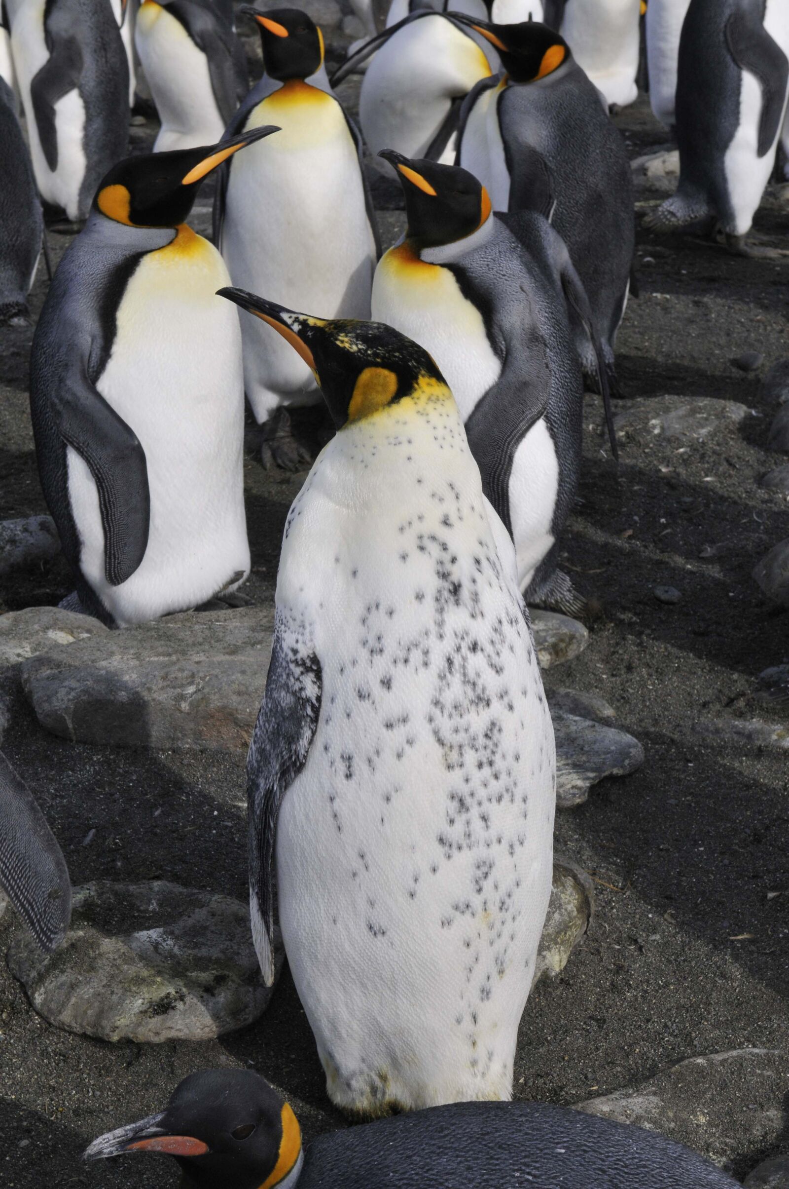 Nikon D300 sample photo. Antarctica, penguins, southern ocean photography