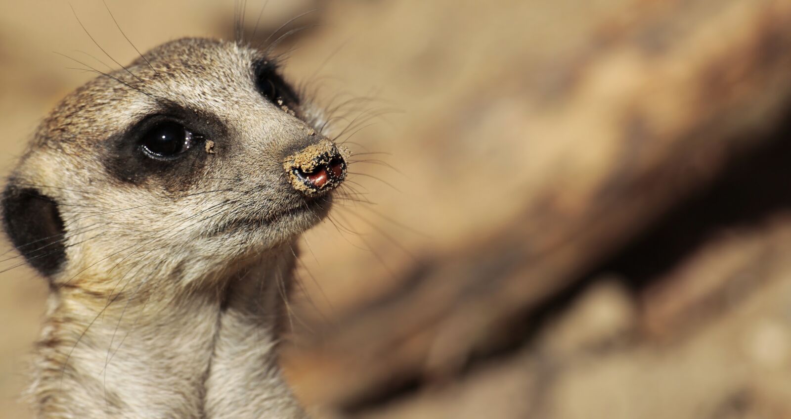 Canon EOS 100D (EOS Rebel SL1 / EOS Kiss X7) sample photo. Meerkat, animal, wild animal photography