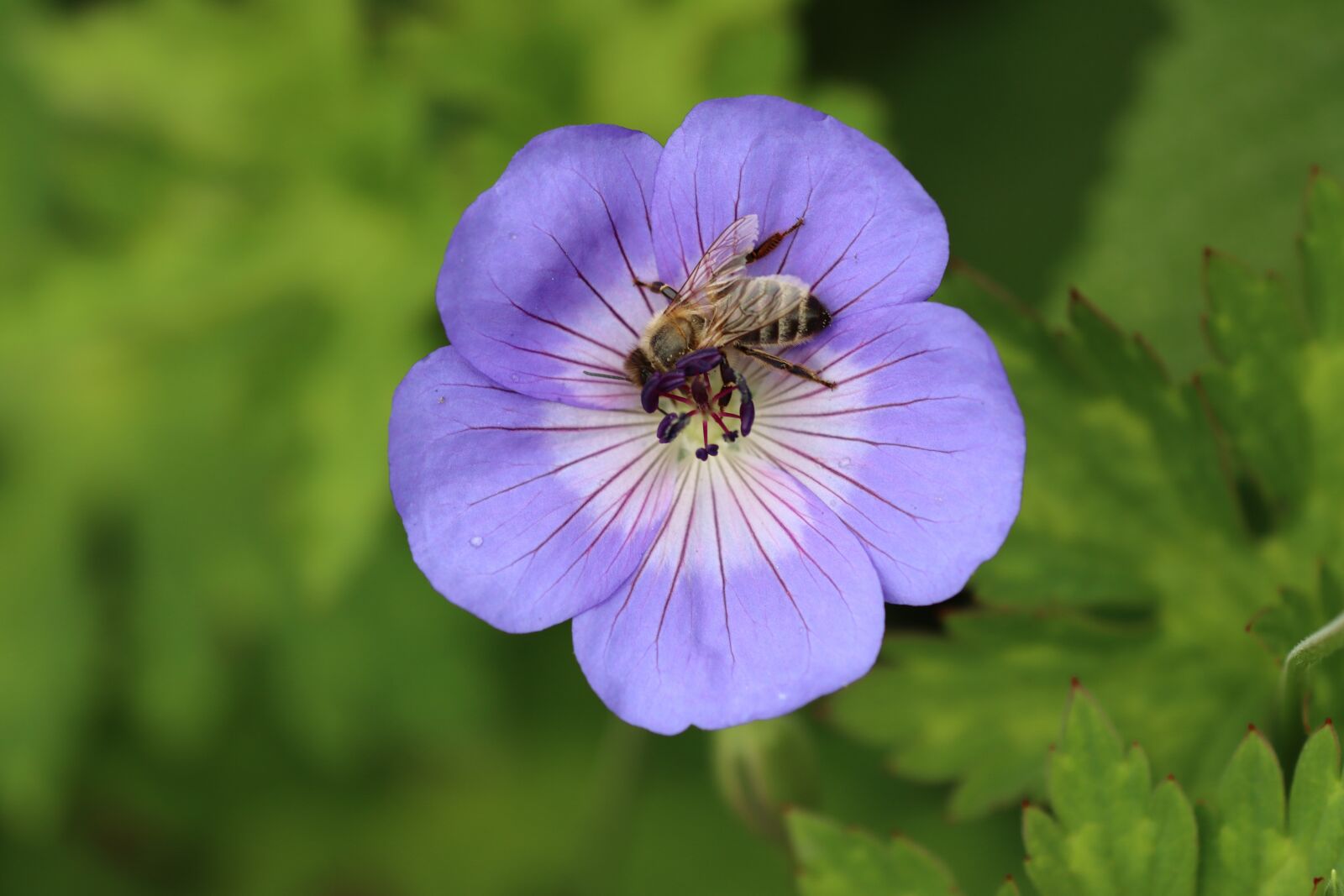 Canon EOS 90D sample photo. Bee, hummel, flower photography