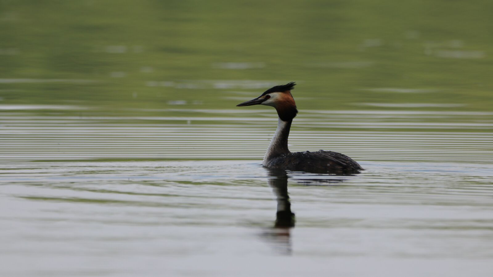 150-600mm F5-6.3 DG OS HSM | Contemporary 015 sample photo. Great crested grebe, lake photography