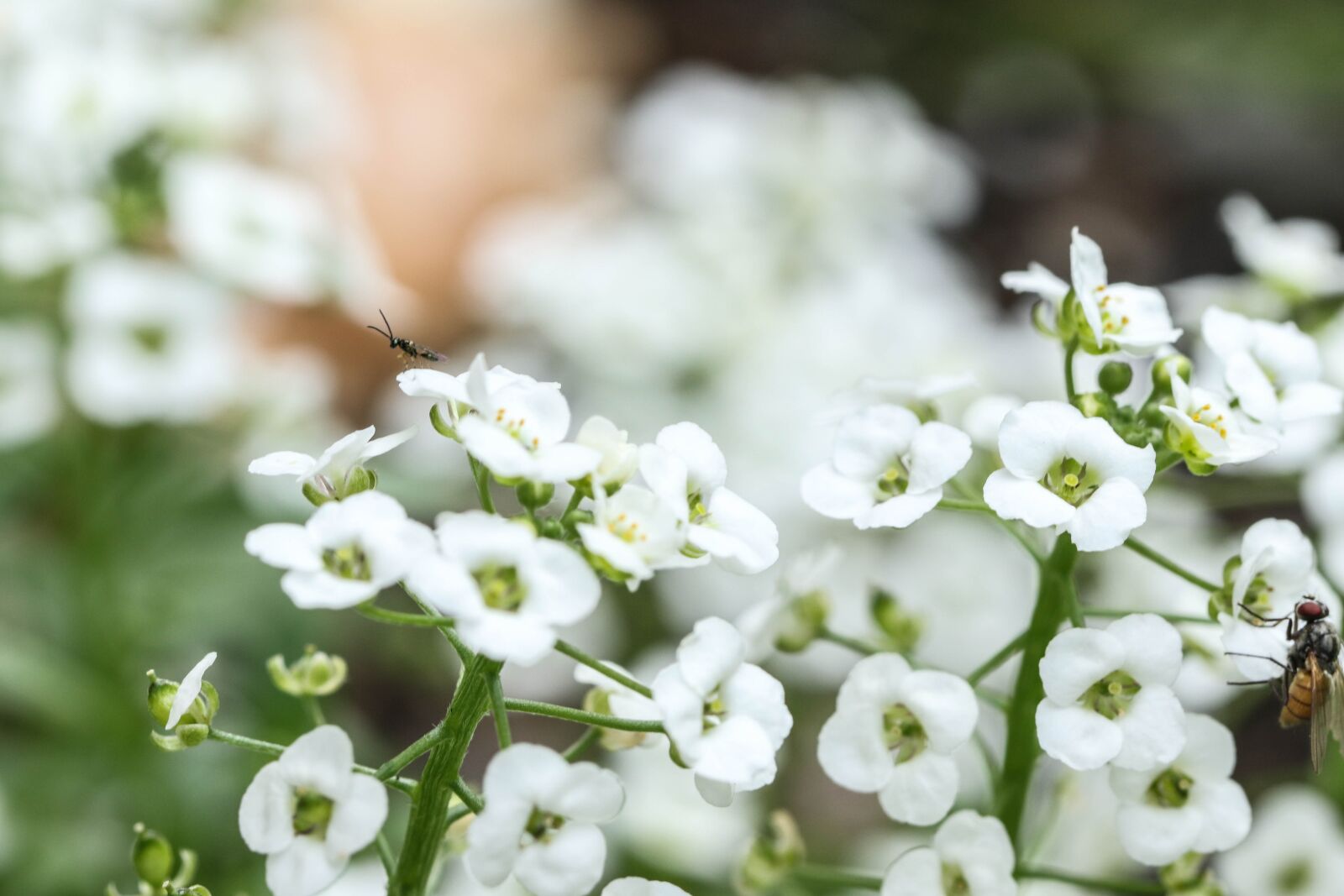 Canon EOS 7D Mark II sample photo. White, flower, garden flower photography