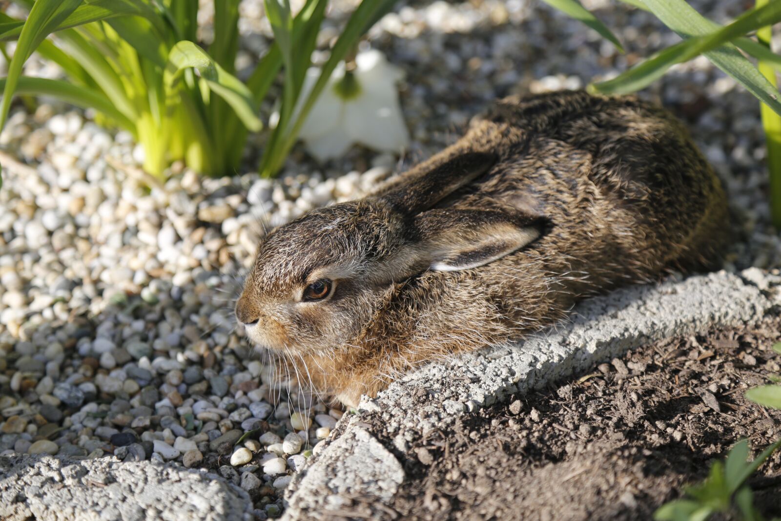 Canon EF 24-105mm F4L IS USM sample photo. Hare, meister lampe, wild photography