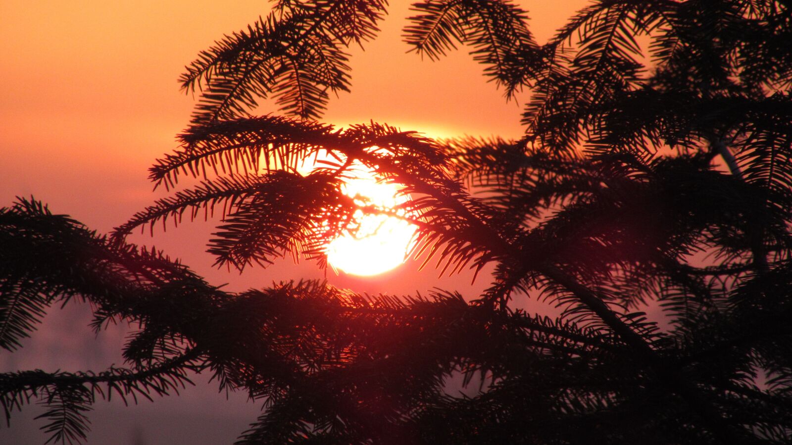 Canon PowerShot SX610 HS sample photo. Tree, sunset, sun photography