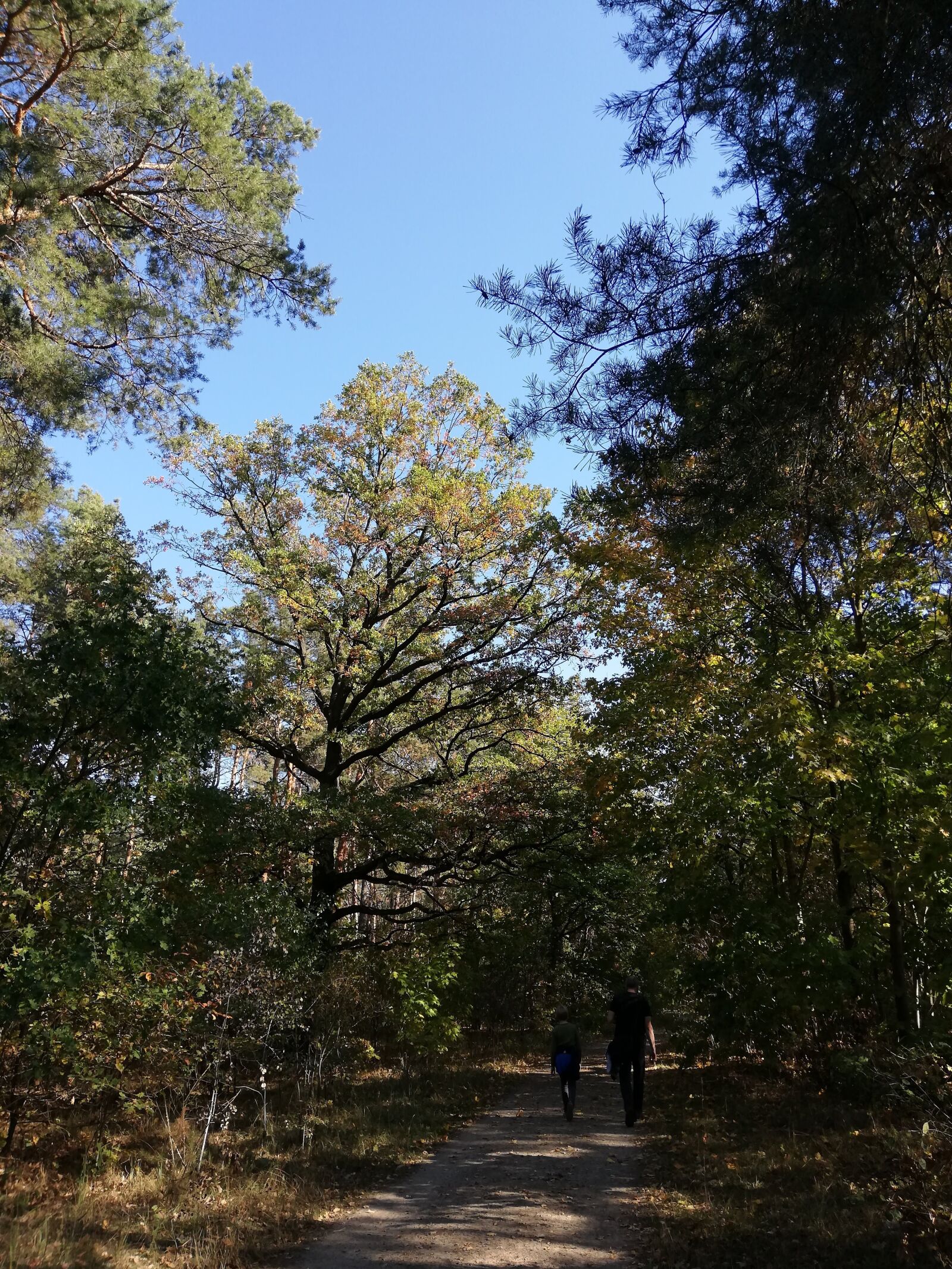 HUAWEI RNE-L21 sample photo. Baum, herbst, natur photography