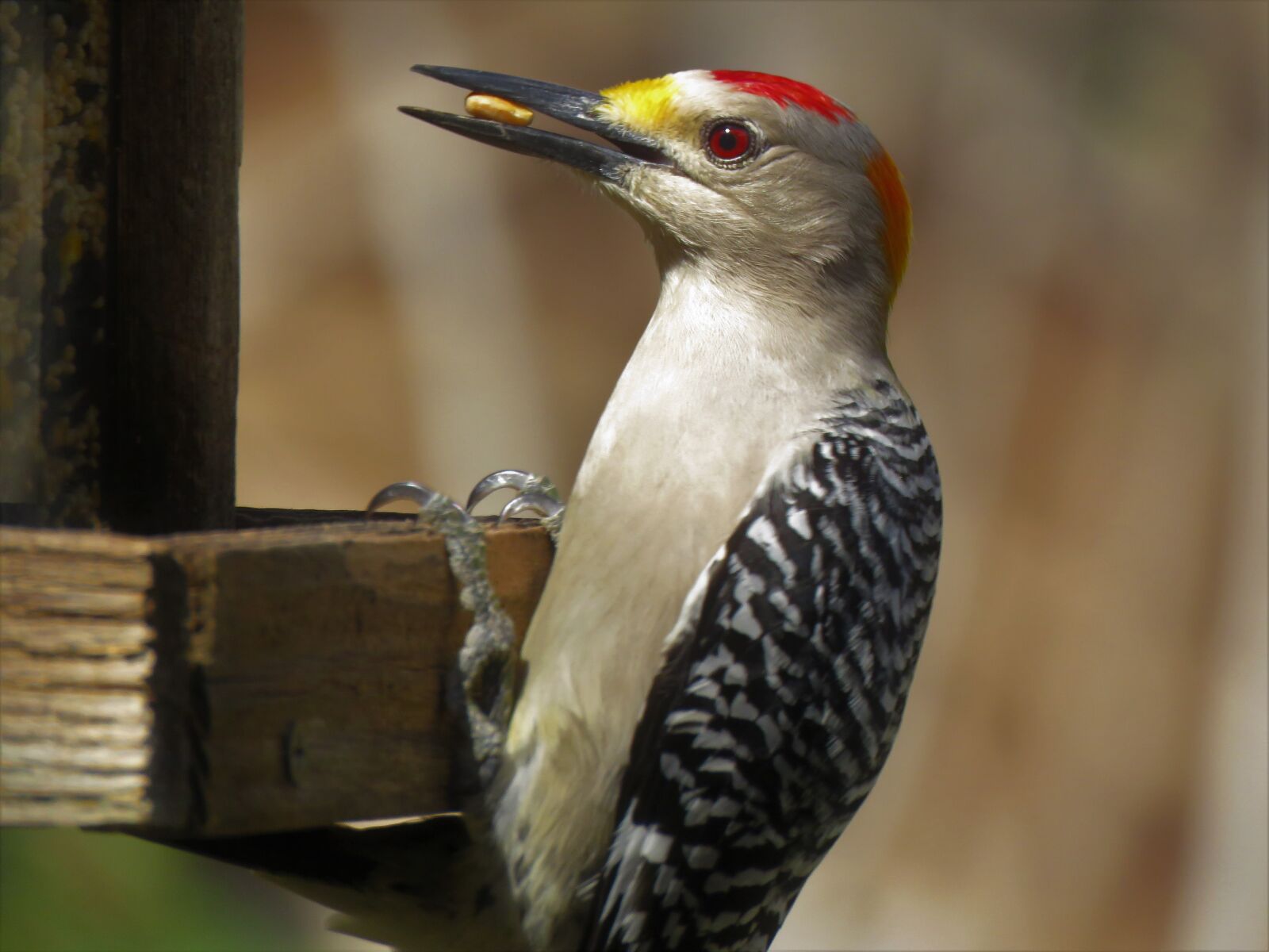 Canon PowerShot SX60 HS sample photo. Woodpecker, bird, wildlife photography