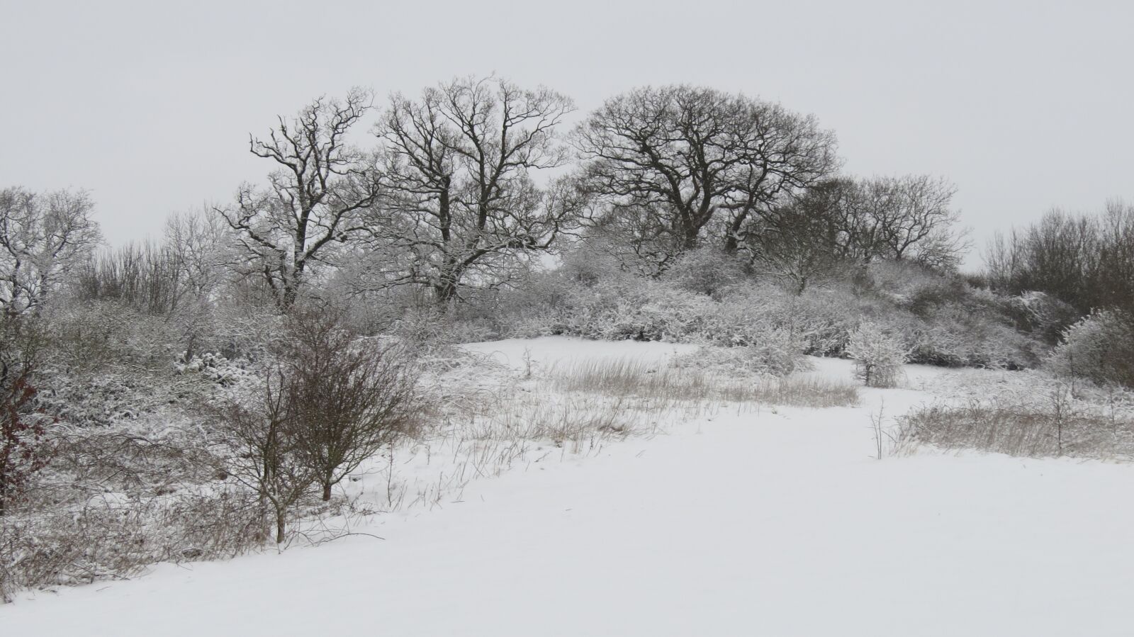 Canon PowerShot SX50 HS sample photo. Snow, trees, frozen photography