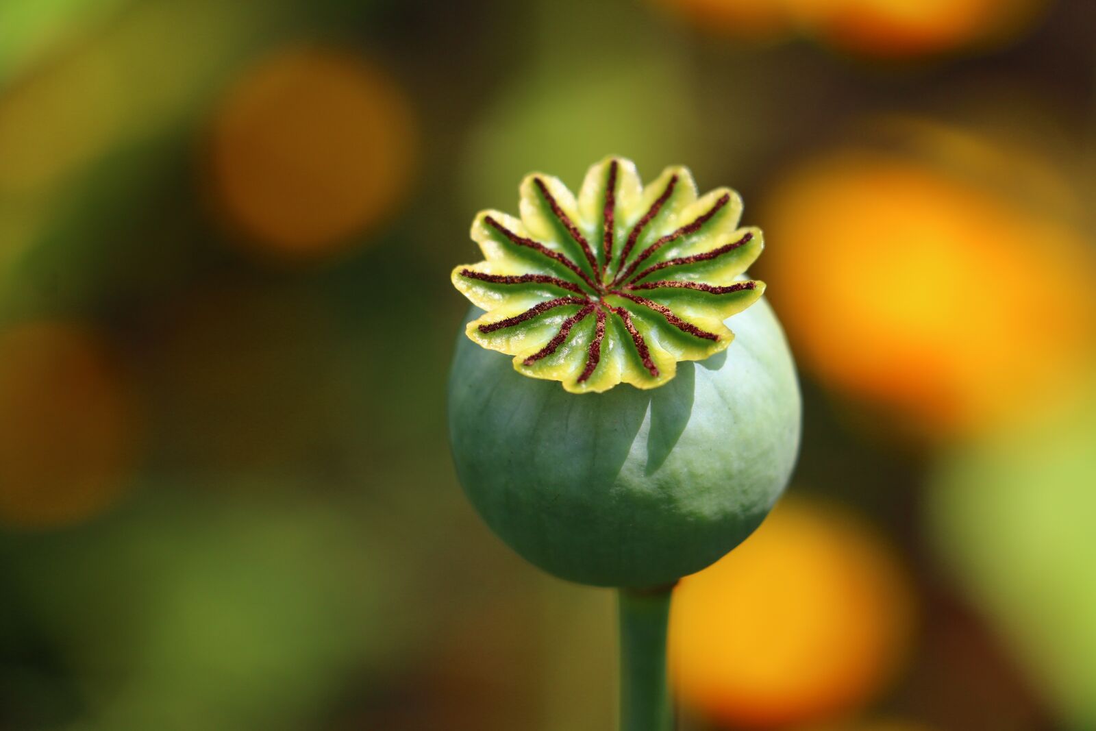 Canon EOS 70D sample photo. Opium, seed box, colors photography