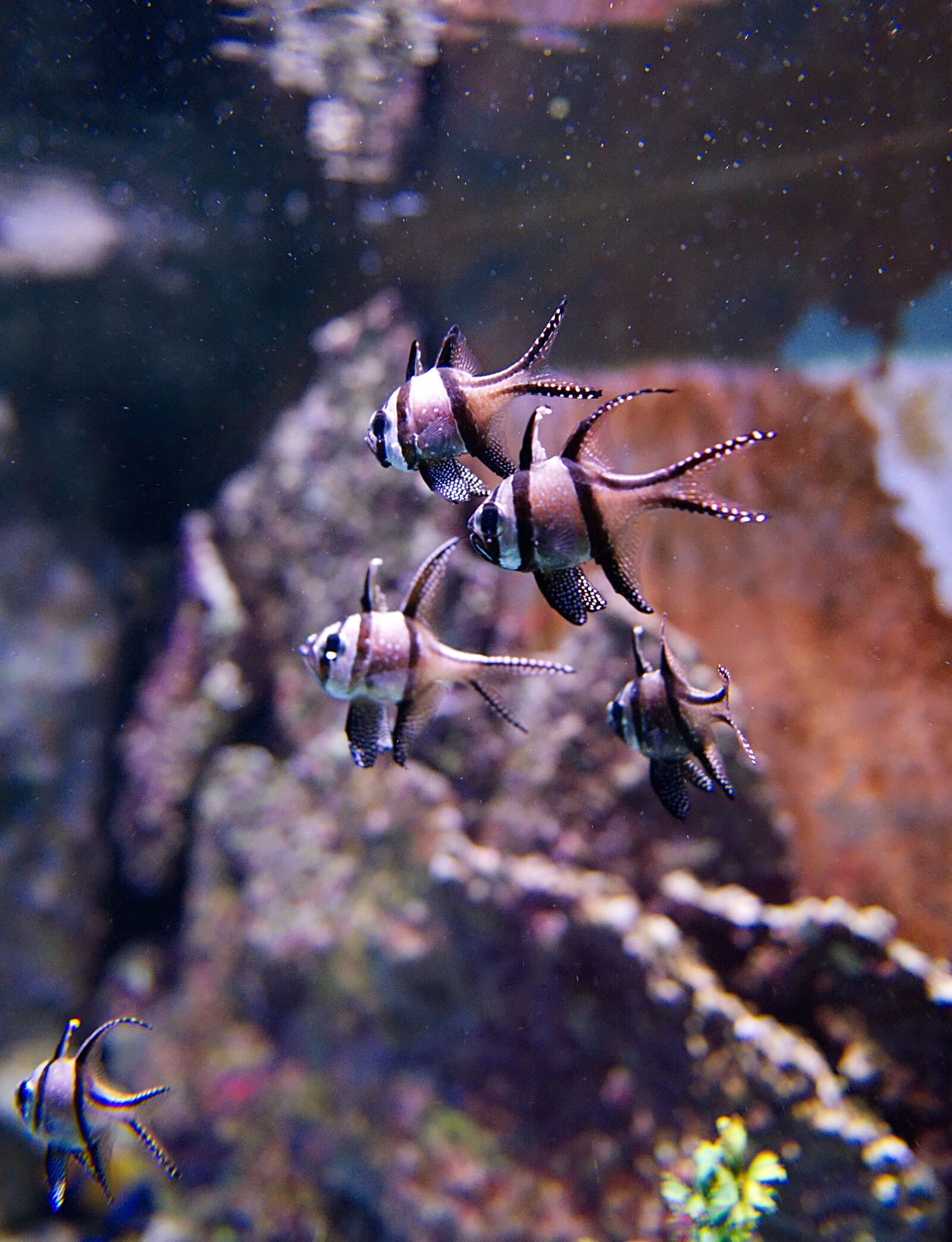 Nikon D750 sample photo. Fishes, sea life, fish photography