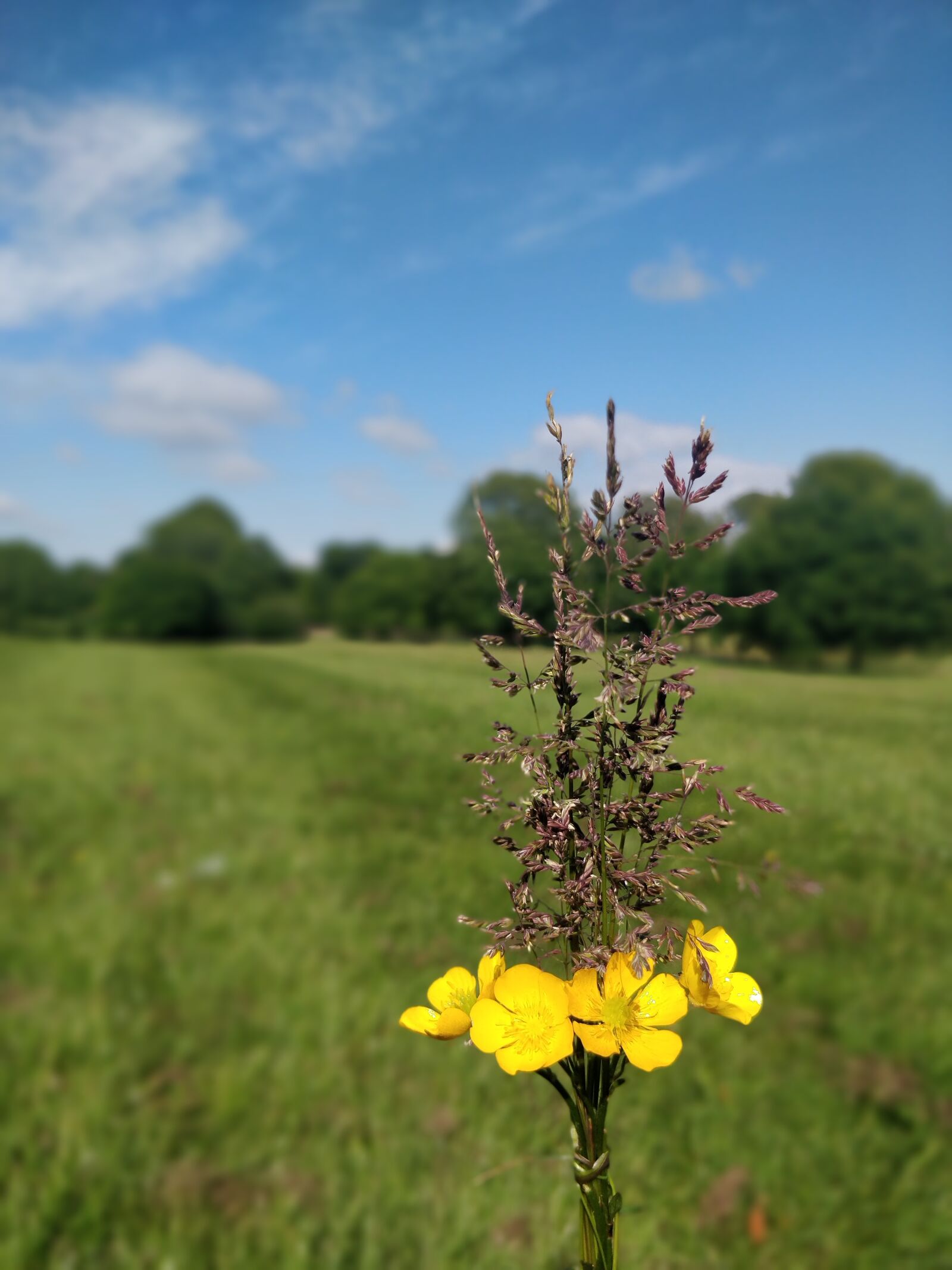 OnePlus 5T sample photo. Nature, wildflowers, summer photography