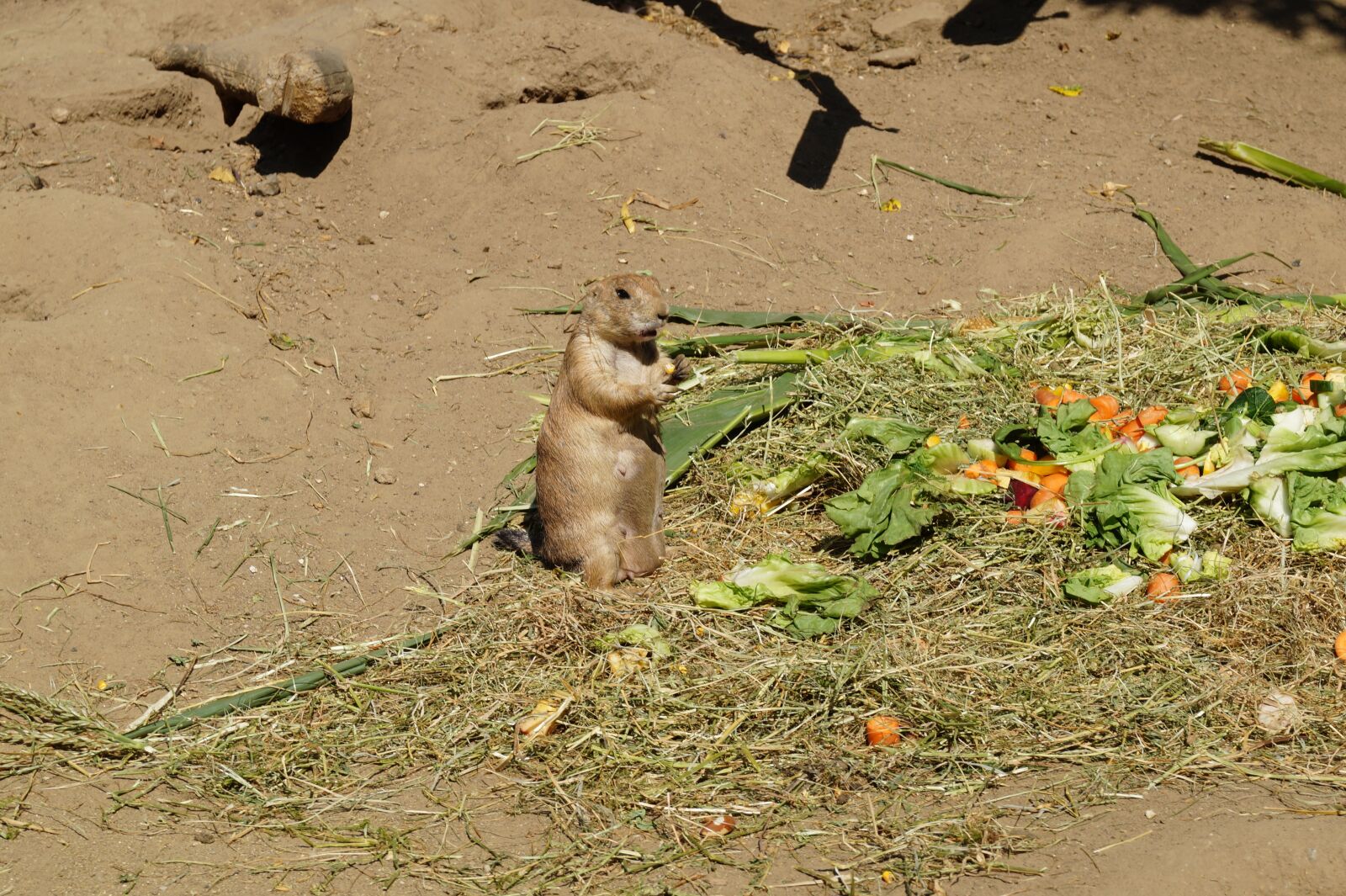 Sony DT 18-55mm F3.5-5.6 SAM II sample photo. Rodent, zoo, cute photography