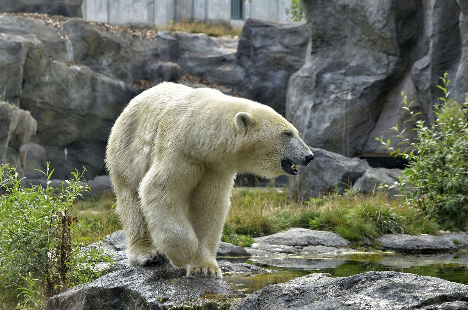 Nikon D7000 sample photo. Polar bear, zoo, fur photography