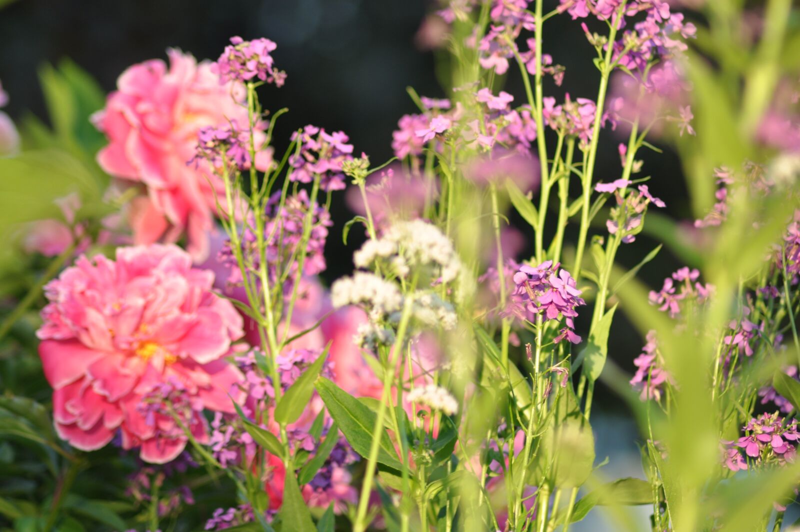 Nikon D90 sample photo. Colours, summer, season photography