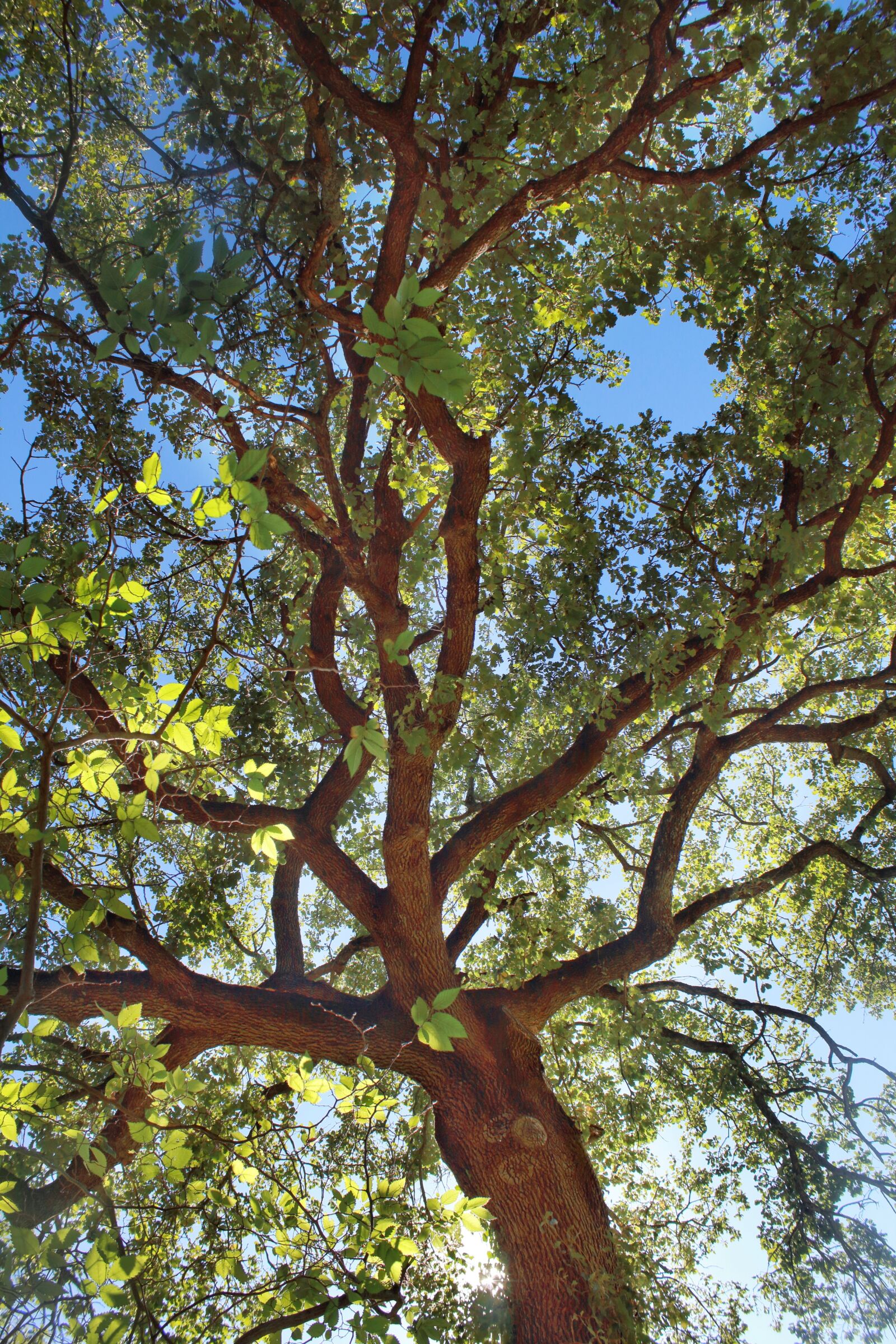 Canon EOS 1300D (EOS Rebel T6 / EOS Kiss X80) sample photo. Tree, wood, nature photography