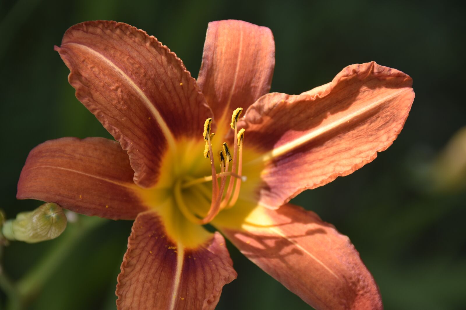 Nikon D5600 sample photo. Flower, flower lily, lily photography