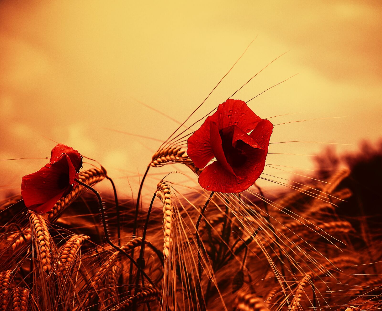 Canon EOS 1000D (EOS Digital Rebel XS / EOS Kiss F) sample photo. Poppy, flower, red photography