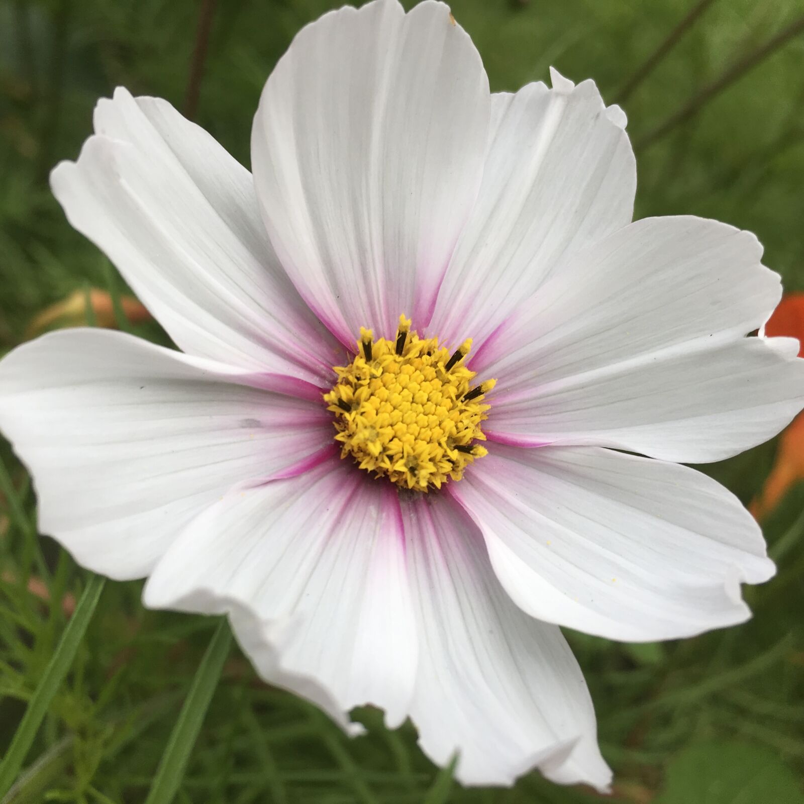 Apple iPad Pro sample photo. White flower, flower, garden photography