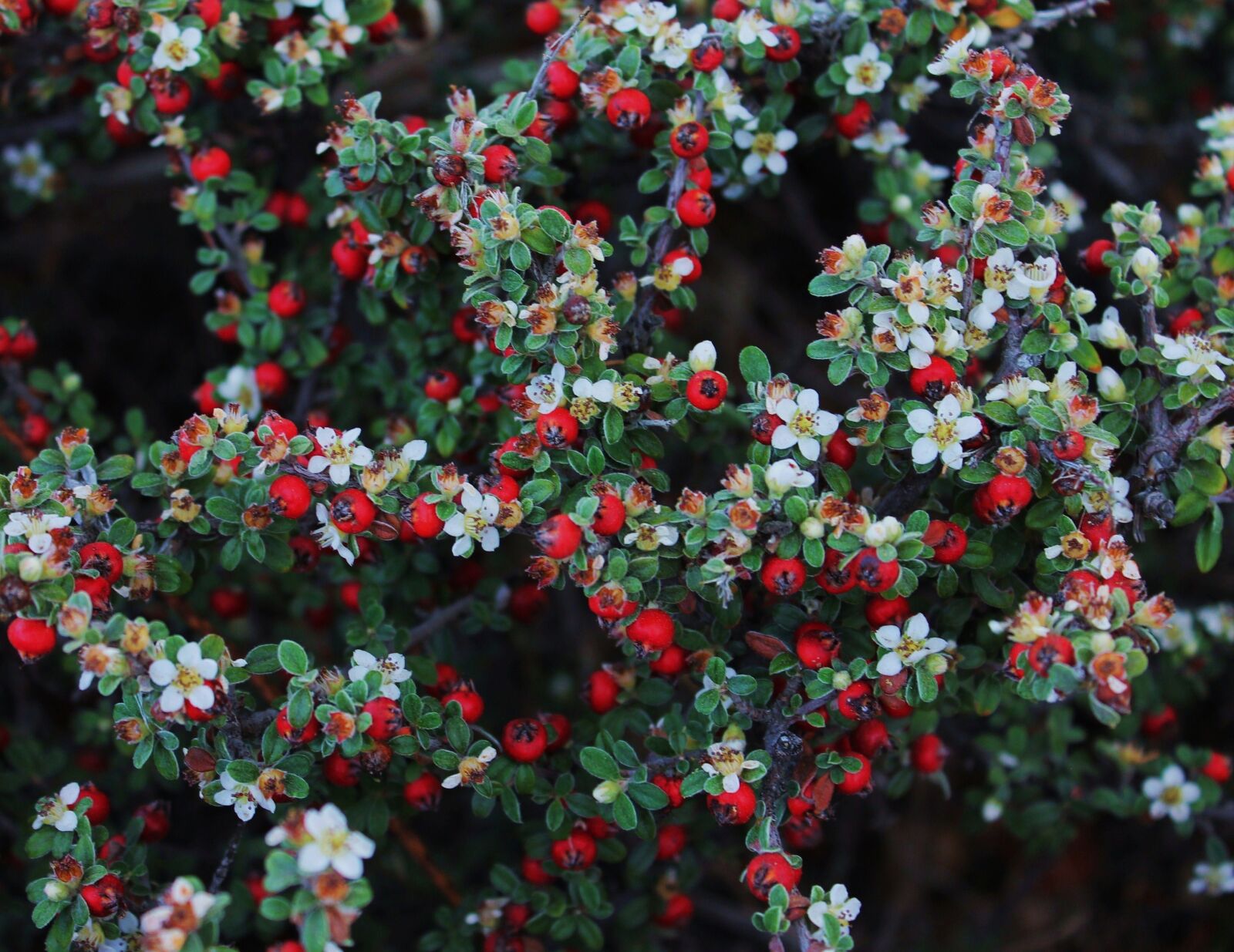 Canon EOS 1100D (EOS Rebel T3 / EOS Kiss X50) sample photo. Red berries, plant berries photography