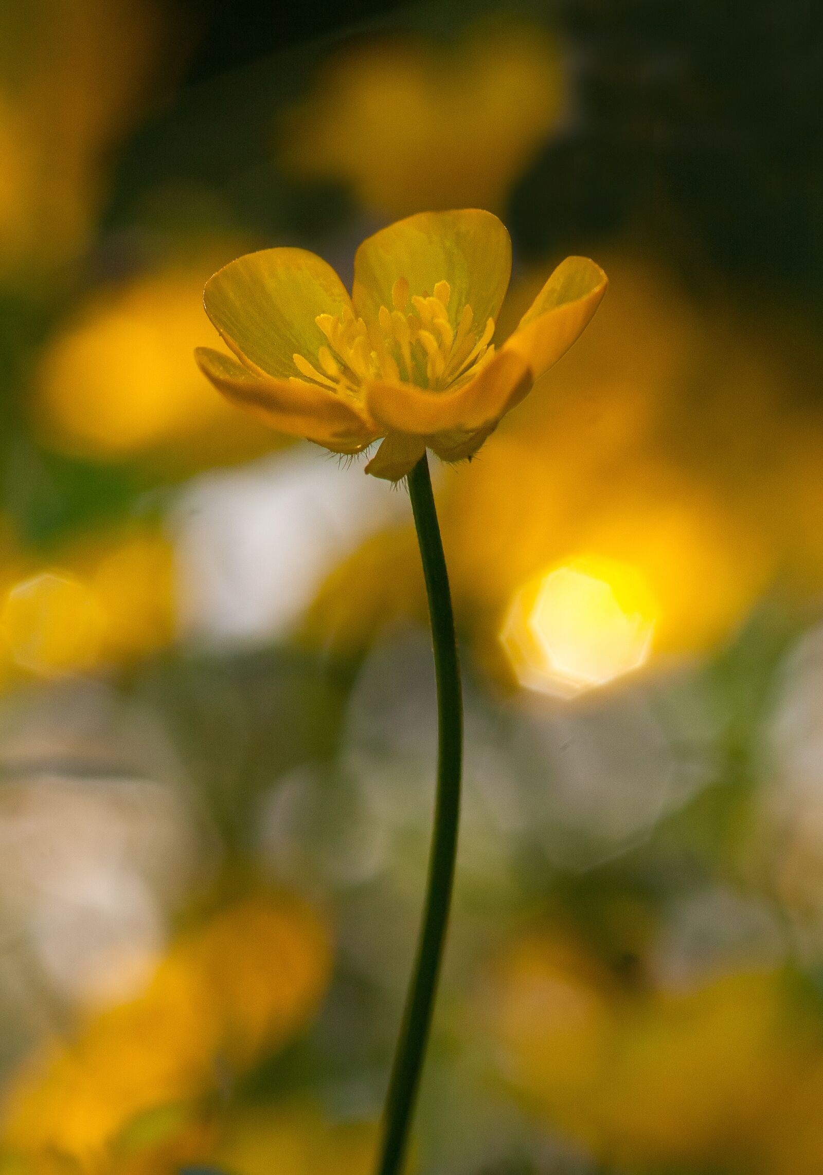 Canon EOS 30D sample photo. Flower, yellow, sunflower photography