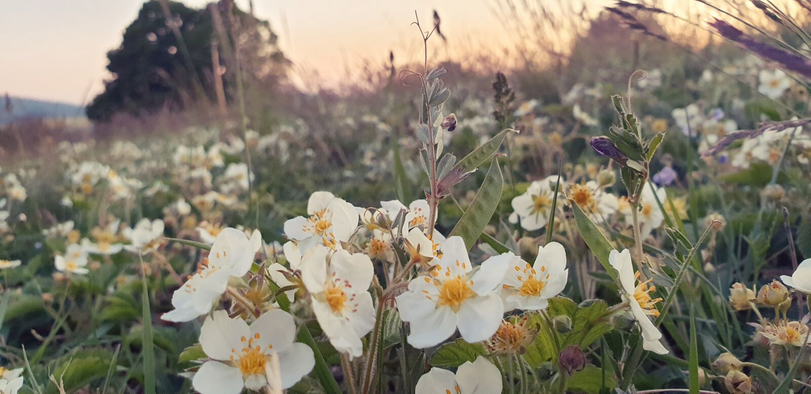 Samsung Galaxy S9+ sample photo. Flowers, meadow, flower photography