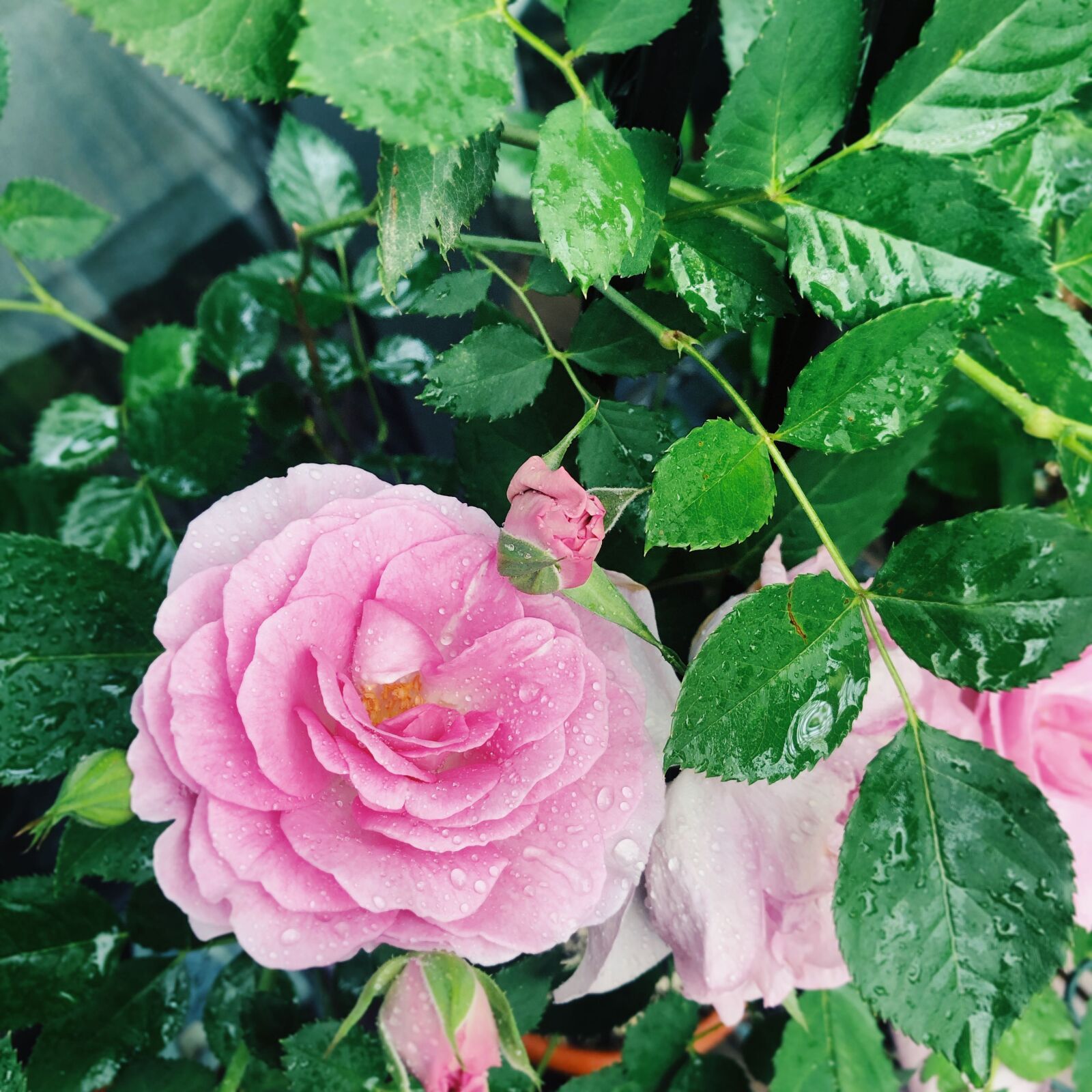 iPhone 8 Plus back dual camera 3.99mm f/1.8 sample photo. Flowers, dew, green leaf photography