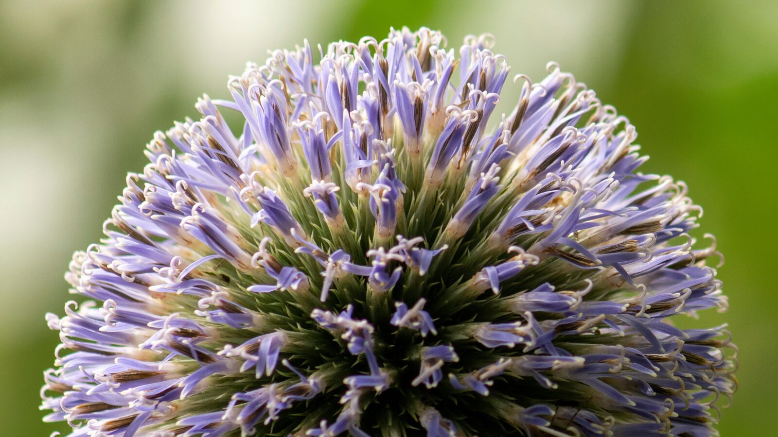 Nikon D7100 sample photo. Flower, macro, garden photography