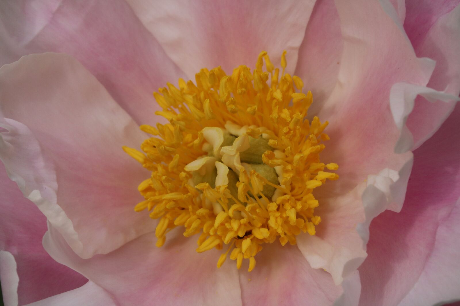 Canon EOS 750D (EOS Rebel T6i / EOS Kiss X8i) sample photo. Rose, plants, flowers photography