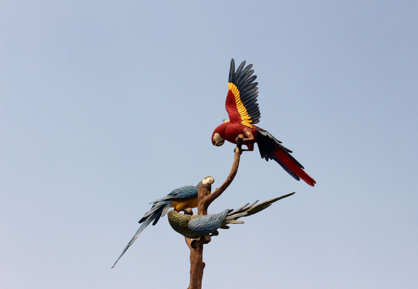Canon EOS 650D (EOS Rebel T4i / EOS Kiss X6i) sample photo. Parrots, tenerife, loropark photography