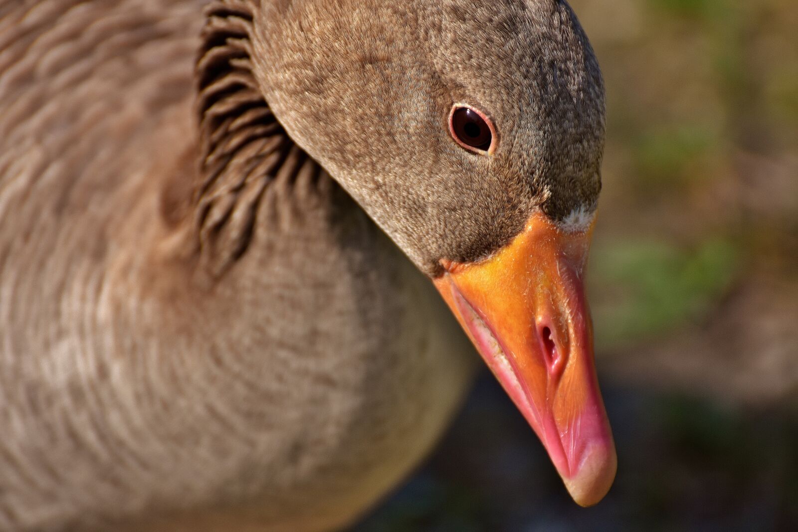 Nikon D7200 sample photo. Goose, water bird, poultry photography