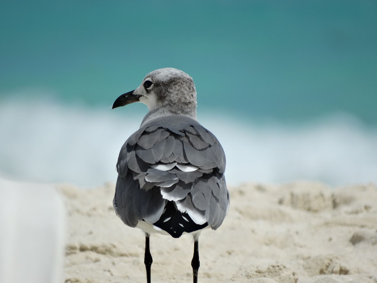 Sony Cyber-shot DSC-HX300 sample photo. Ave, beach, bird photography