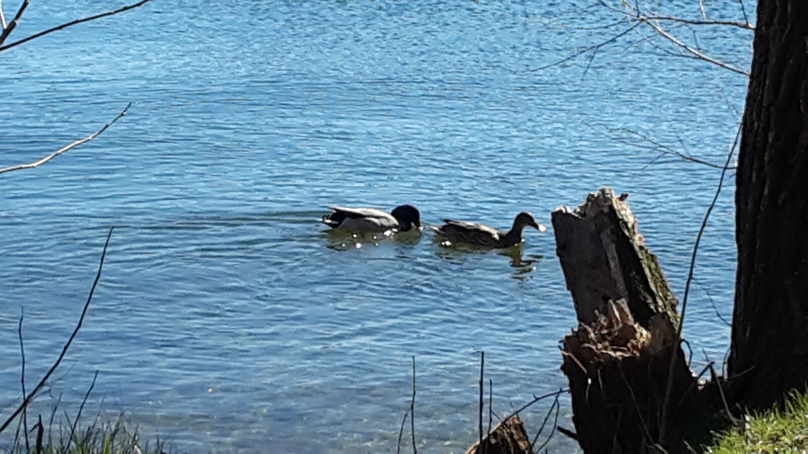 Samsung Galaxy S5 Mini sample photo. The ducks, lake, nature photography