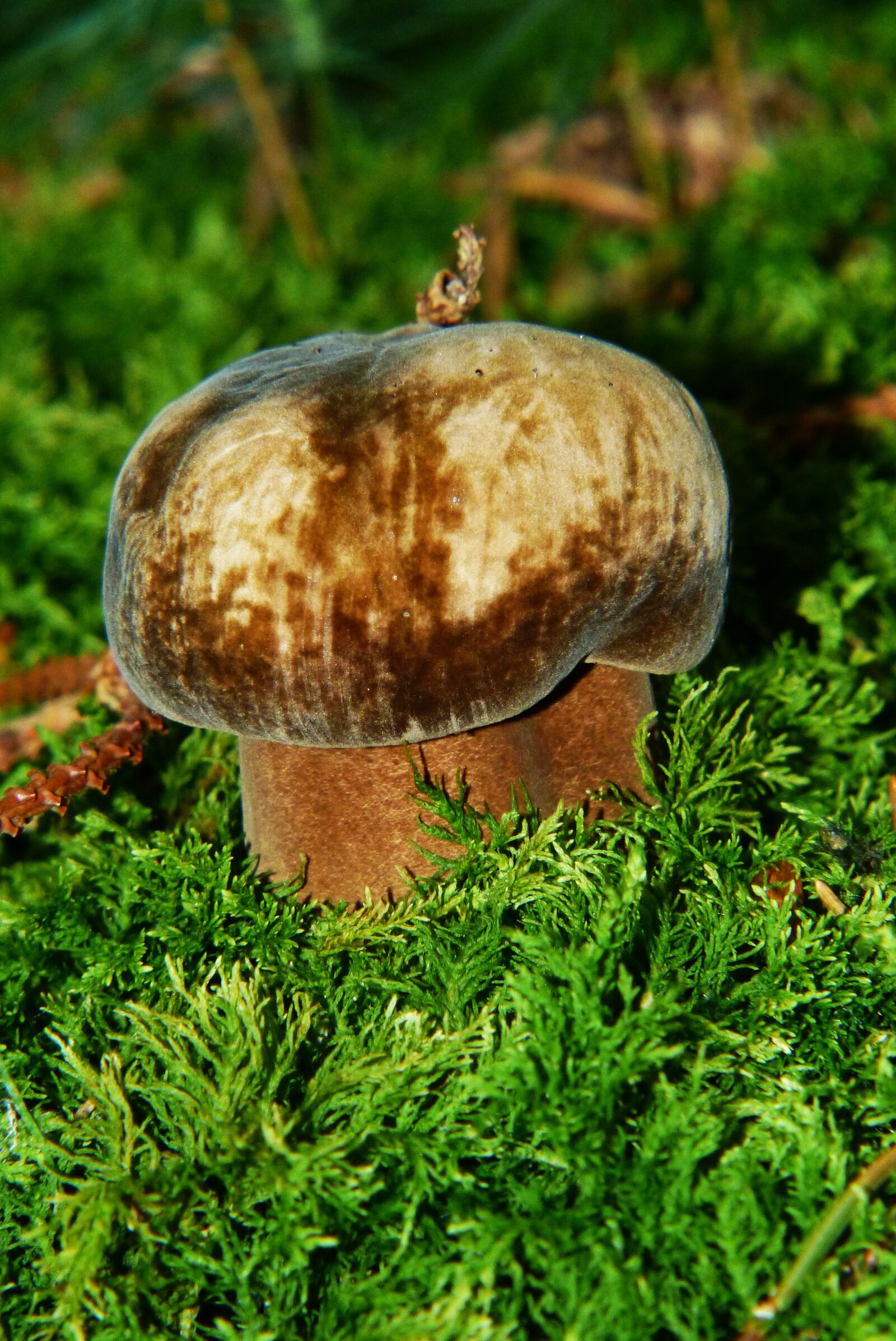 Panasonic Lumix DMC-FZ200 sample photo. Porphyrellus porphyrosporus, mushroom, forest photography