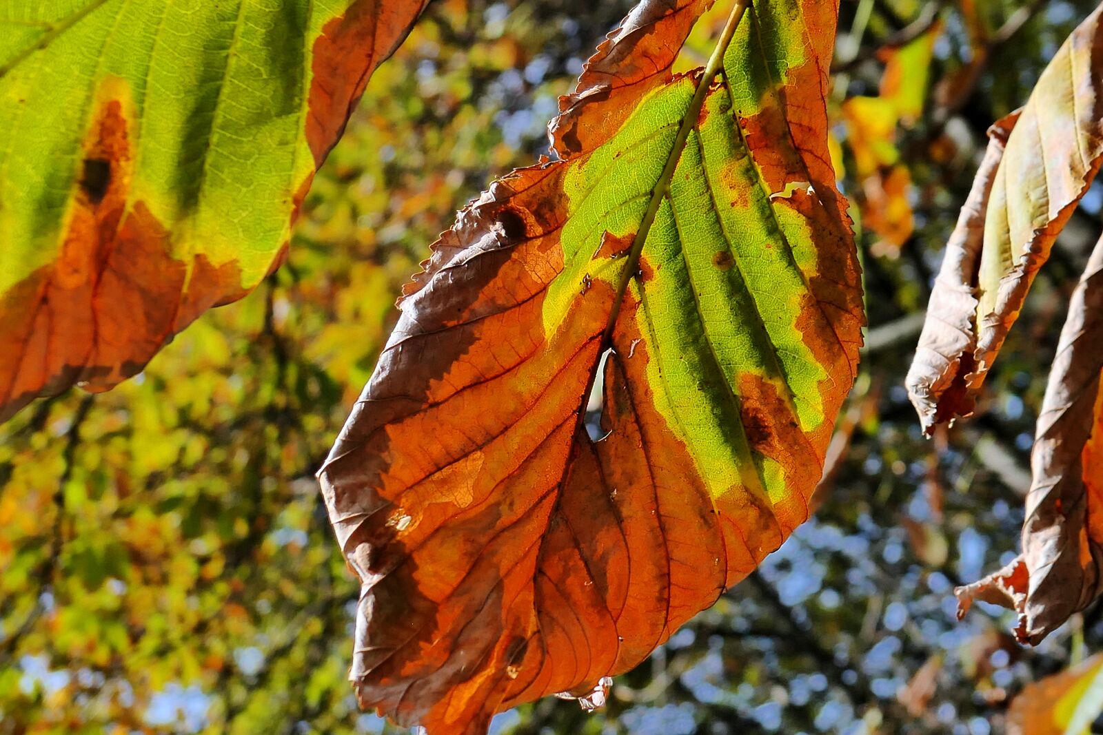 Panasonic Lumix DMC-LX10 (Lumix DMC-LX15) sample photo. Autumn, autumn walk, golden photography