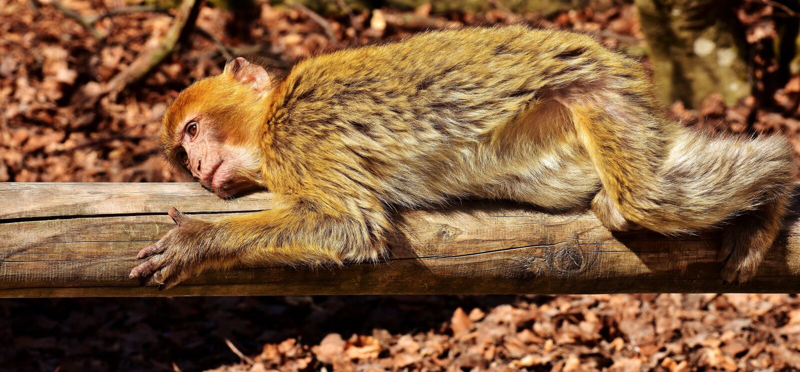 Nikon D7200 sample photo. Barbary ape, animal, äffchen photography