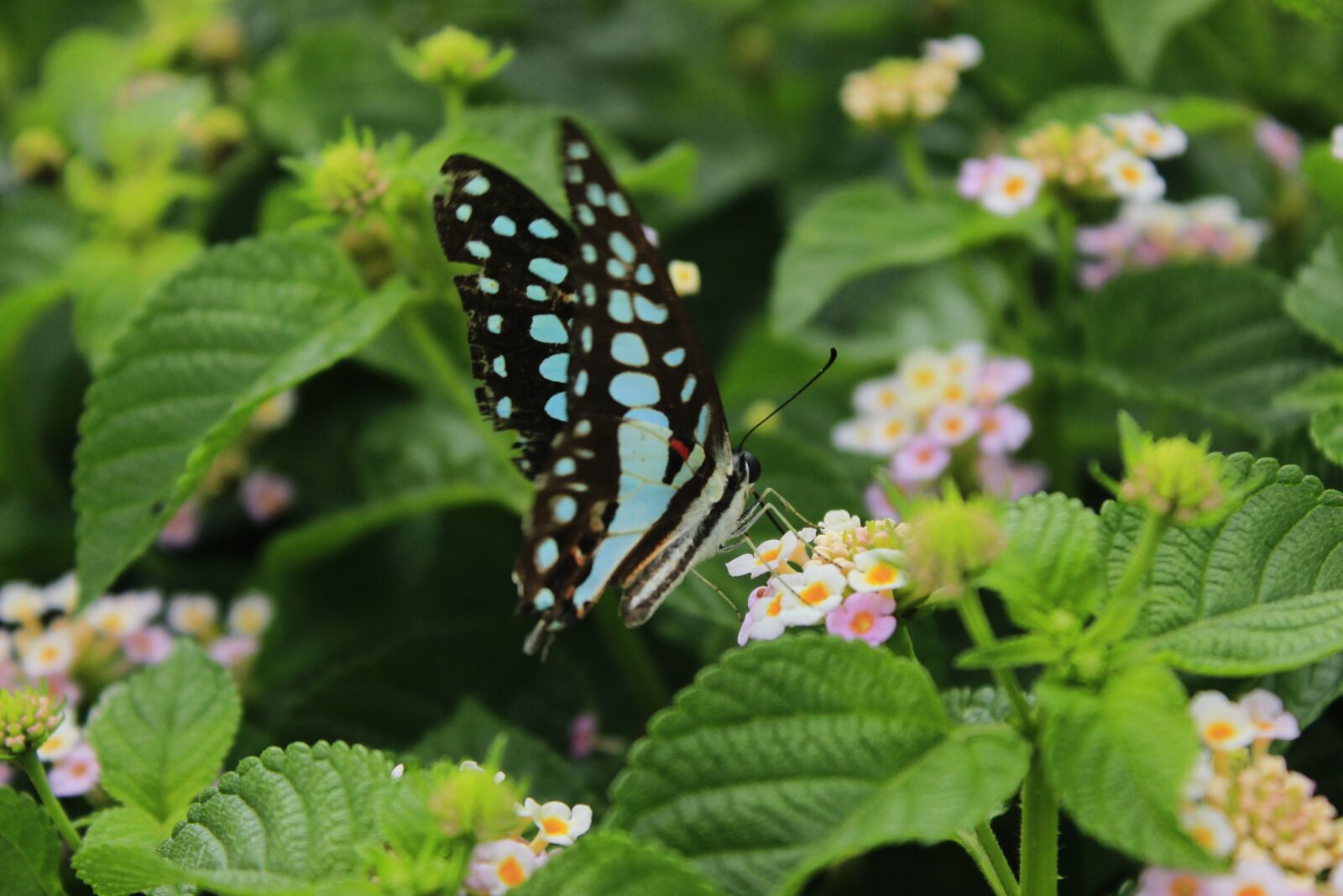 Canon EOS 600D (Rebel EOS T3i / EOS Kiss X5) sample photo. Nature, leaf, flora photography