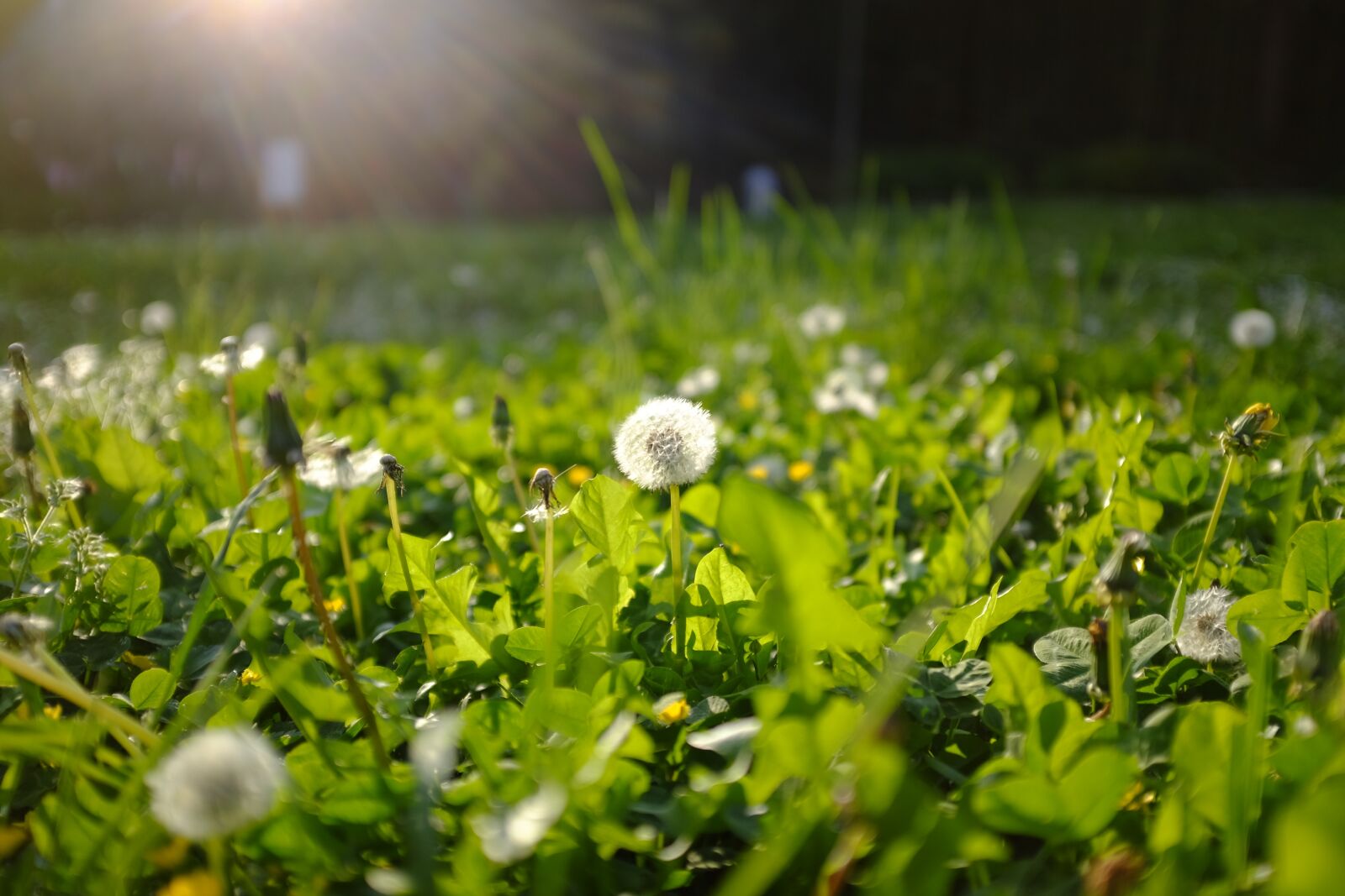 Fujifilm X100T sample photo. Flower, macro, green photography
