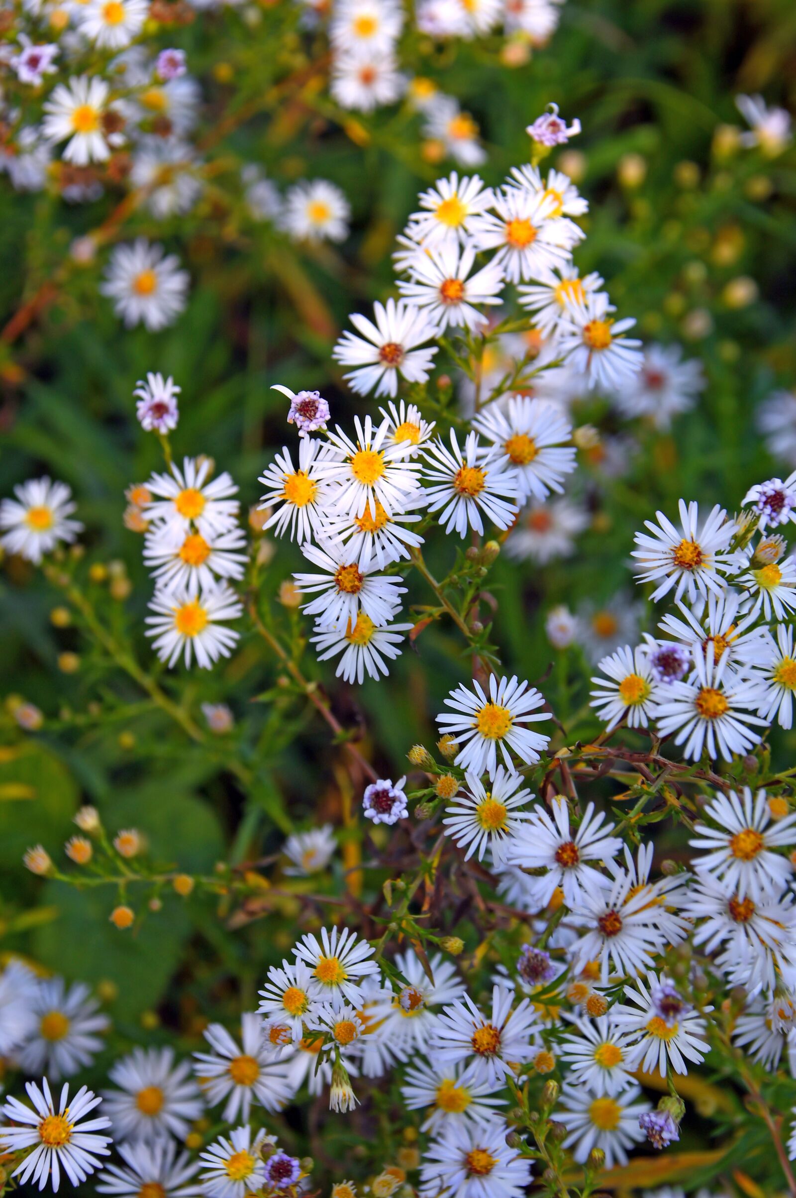 Nikon D3200 sample photo. Chamomile, flower, white flower photography