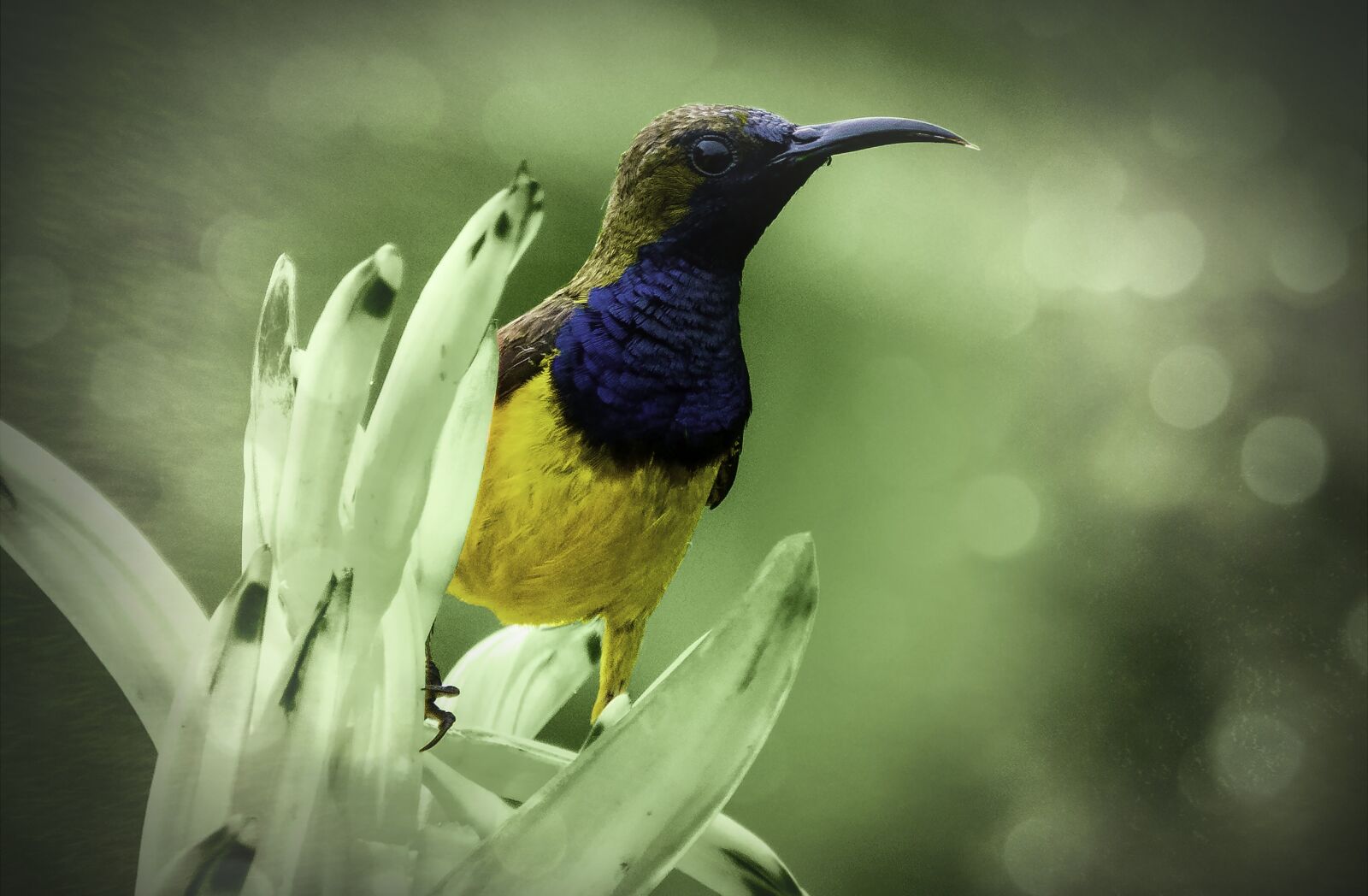 Sony Cyber-shot DSC-RX10 III sample photo. Bird, sunbird, yellow-bellied sunbird photography