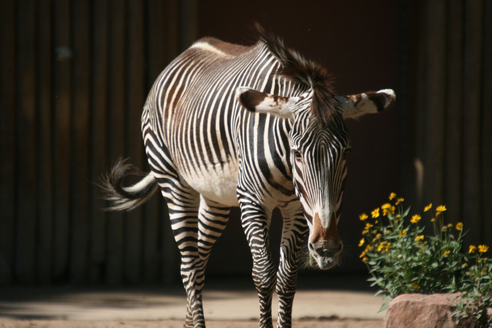 Canon EOS 400D (EOS Digital Rebel XTi / EOS Kiss Digital X) sample photo. Zebra, zoo, striped photography