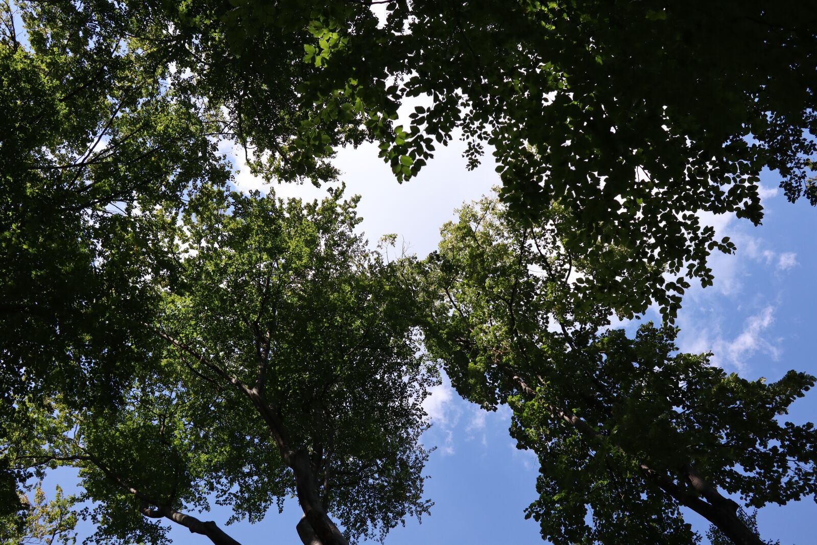 Canon EOS M50 (EOS Kiss M) + Canon EF-M 22mm F2 STM sample photo. Trees, sky, union photography