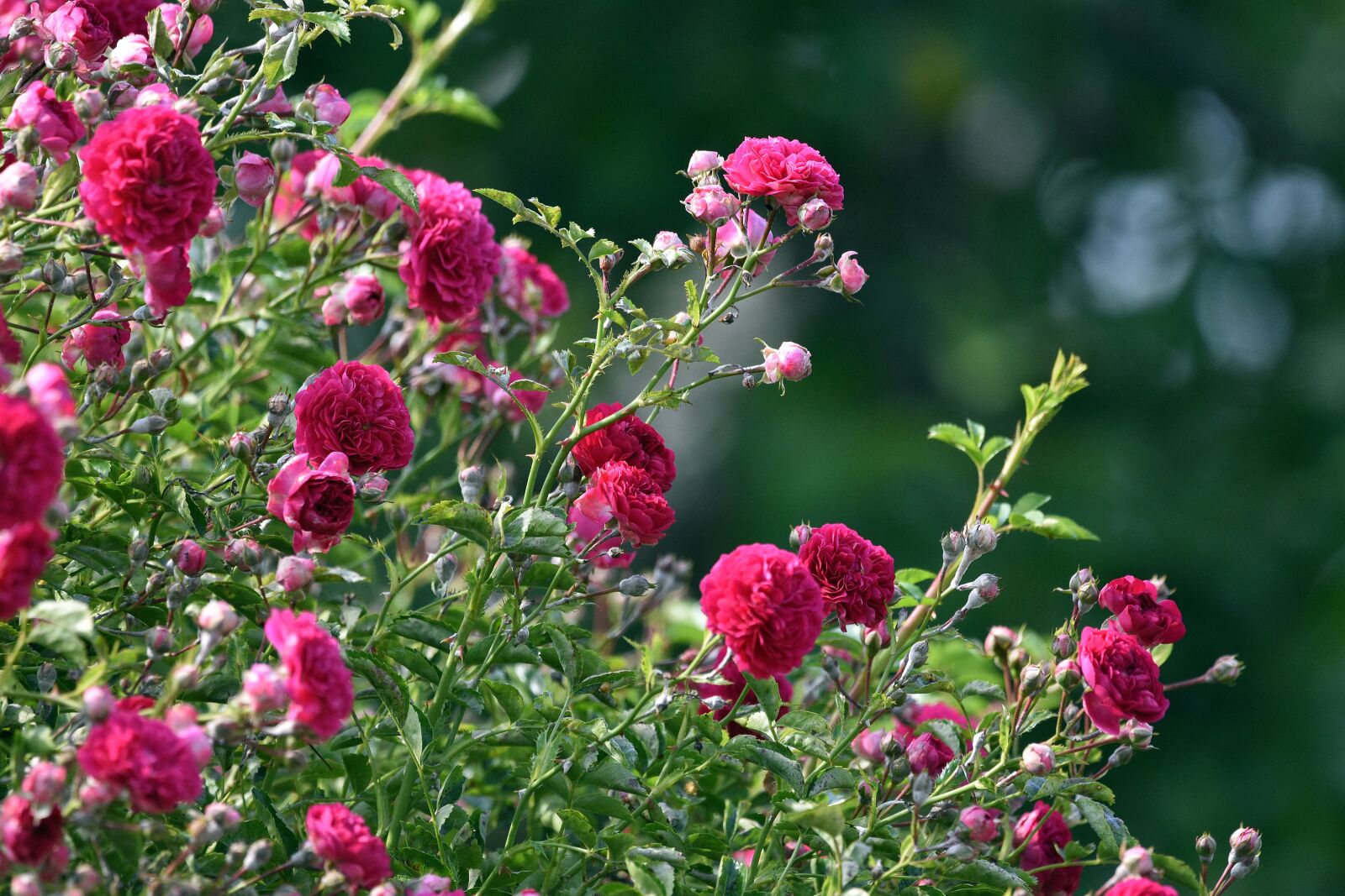 Nikon D3400 sample photo. Roses, rose, flower photography