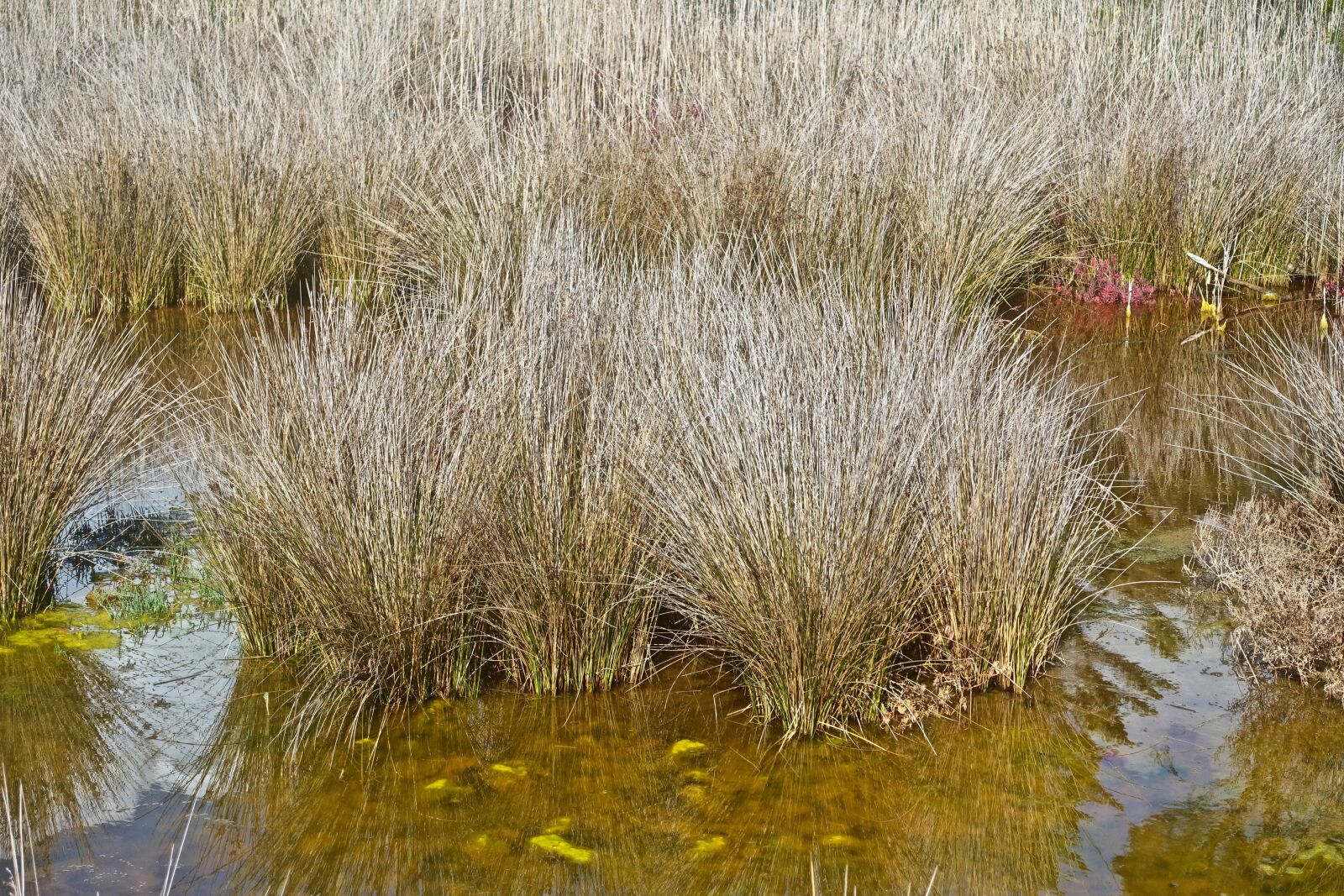 Sony Cyber-shot DSC-RX100 III sample photo. Grass, reeds, waters photography