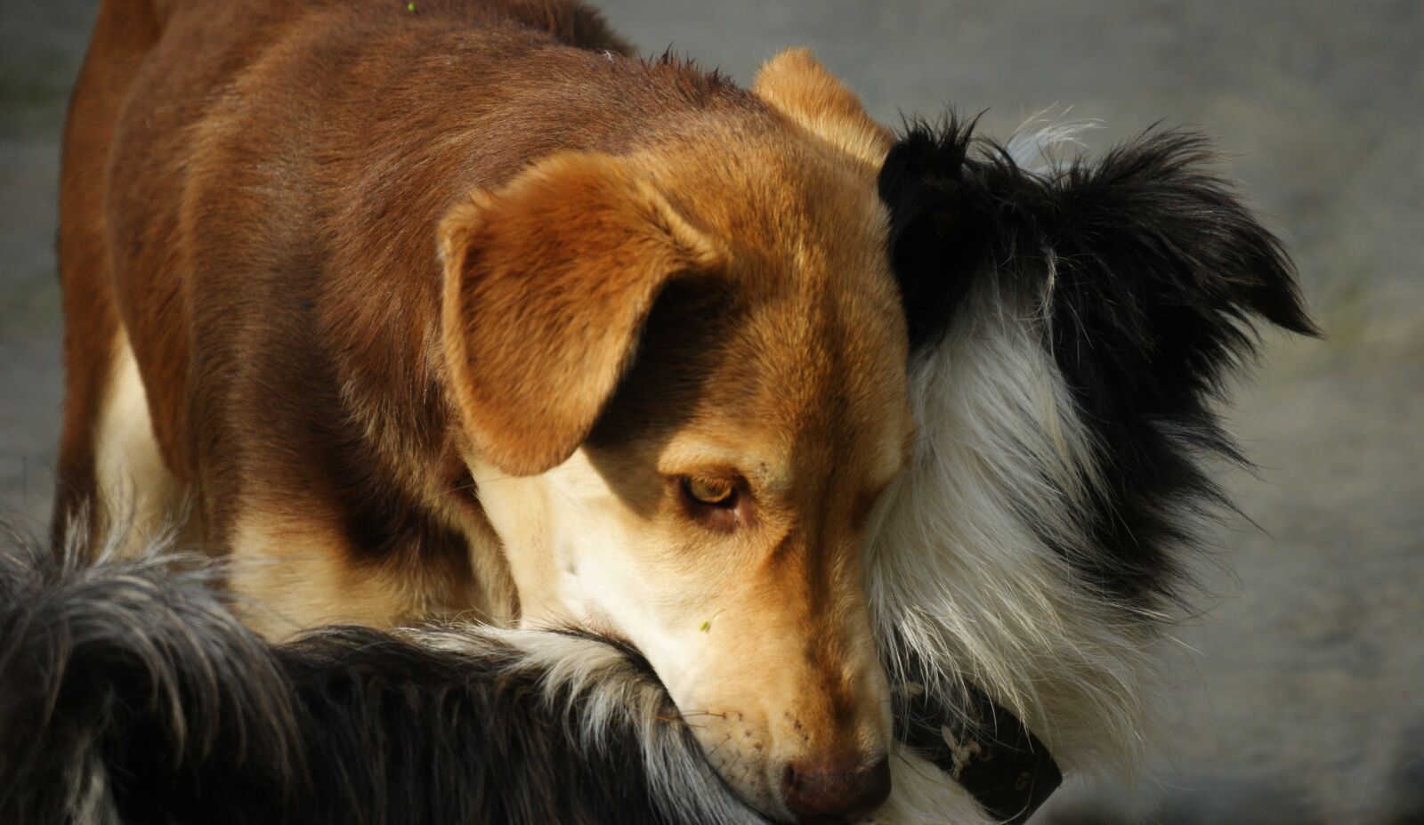 Sony Alpha DSLR-A390 sample photo. Dogs, nature, fauna photography