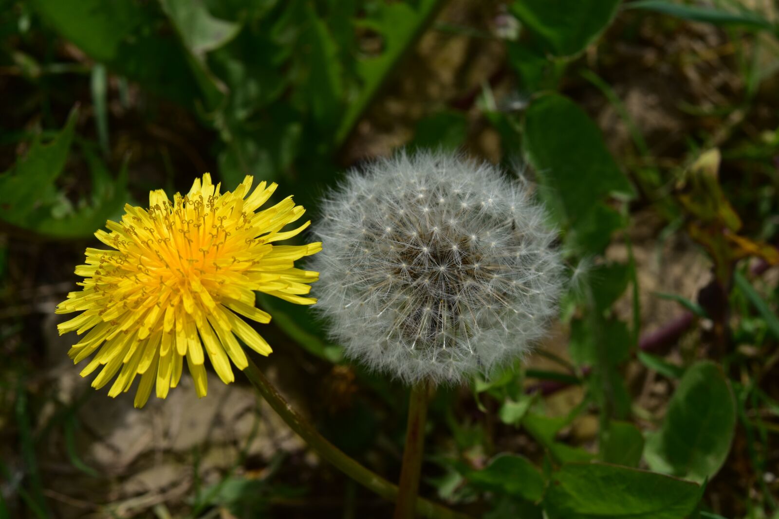 Nikon D5600 sample photo. Dandelion, egret dandelion, green photography
