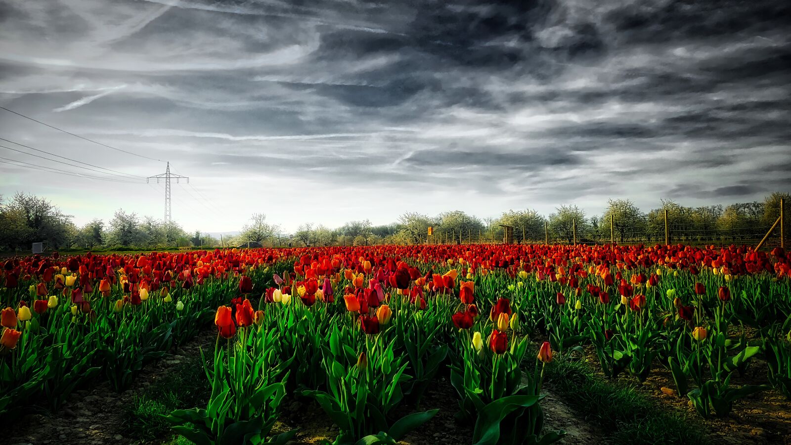 Panasonic Lumix DMC-FZ1000 sample photo. Spring, tulips, nature photography