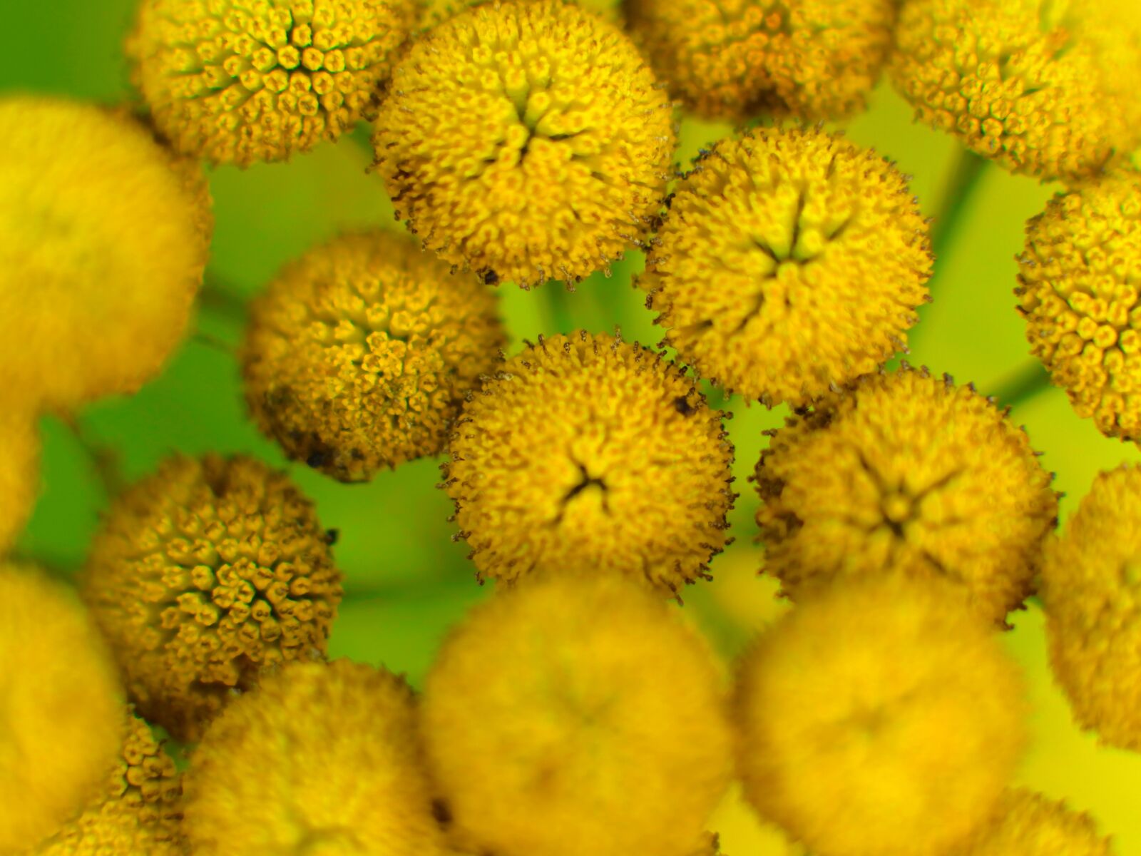 XIAOYI 42.5mm F1.8 sample photo. Nature, colorful, flowers photography