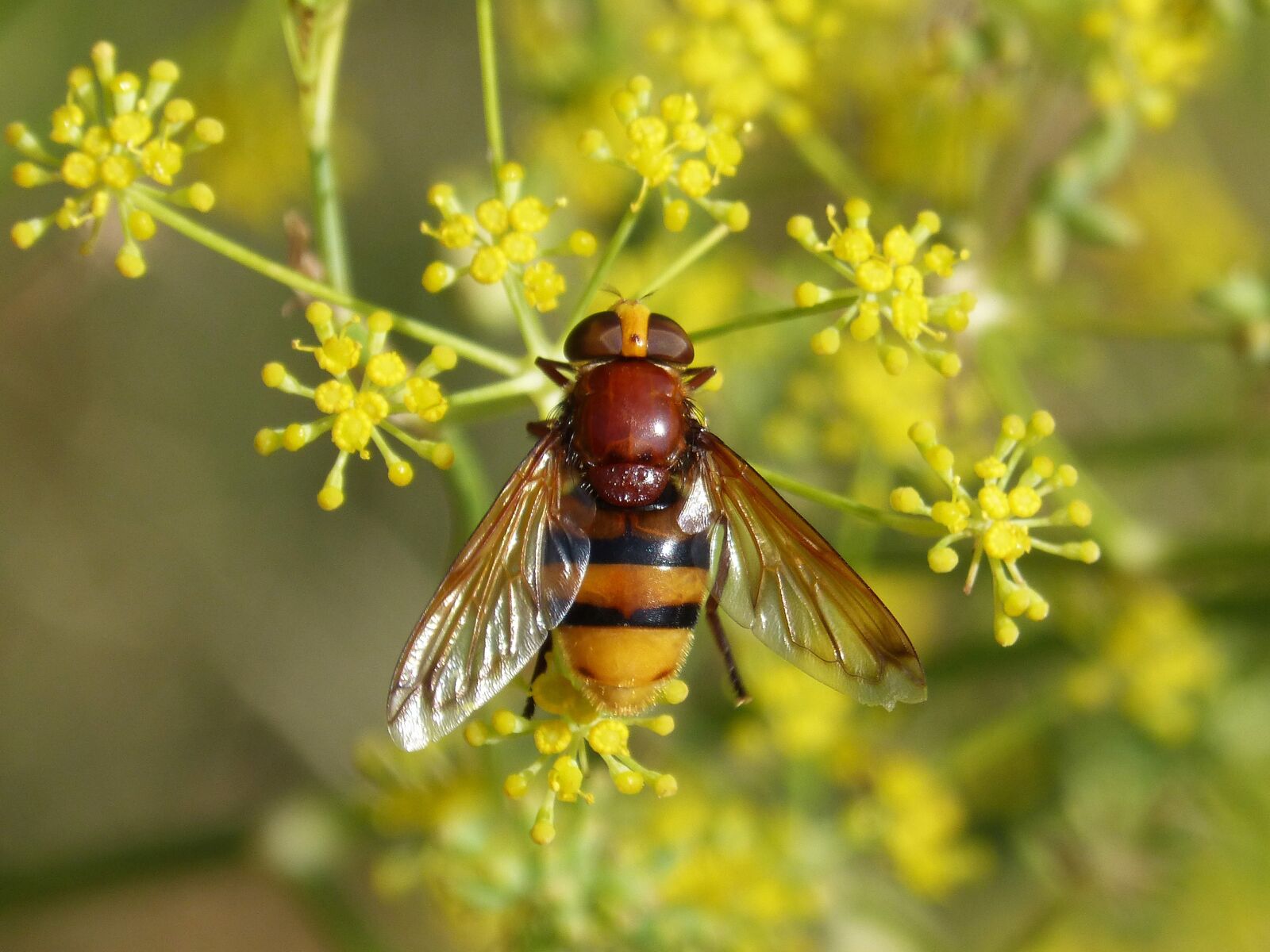 Panasonic DMC-FZ62 sample photo. Insect, hoverfly, sirphidae photography